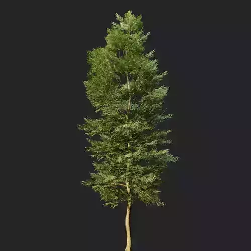 Tree Realistic  3D model
