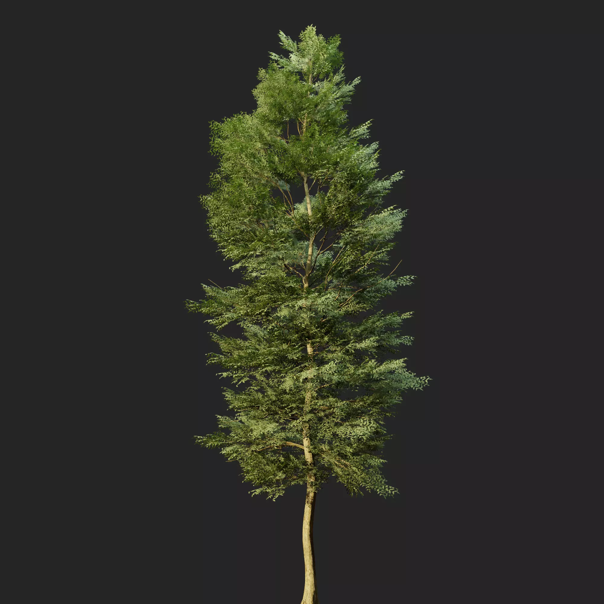 Tree Realistic  3D model_0