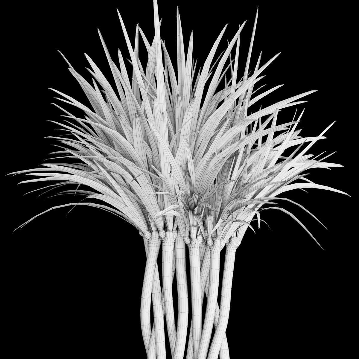 Plant collection 2 calla lily in glass vase _14