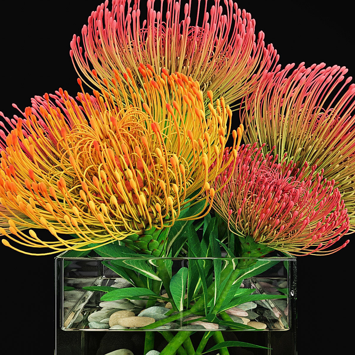 Plant collection 2 calla lily in glass vase _16