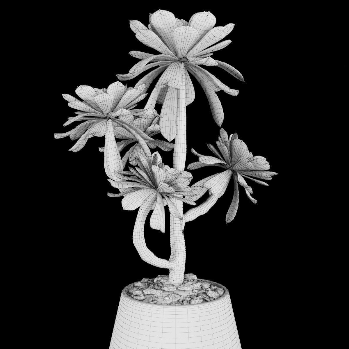 Plant collection 2 calla lily in glass vase _52