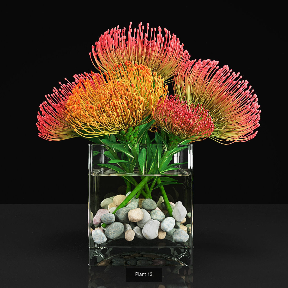 Plant collection 2 calla lily in glass vase _15