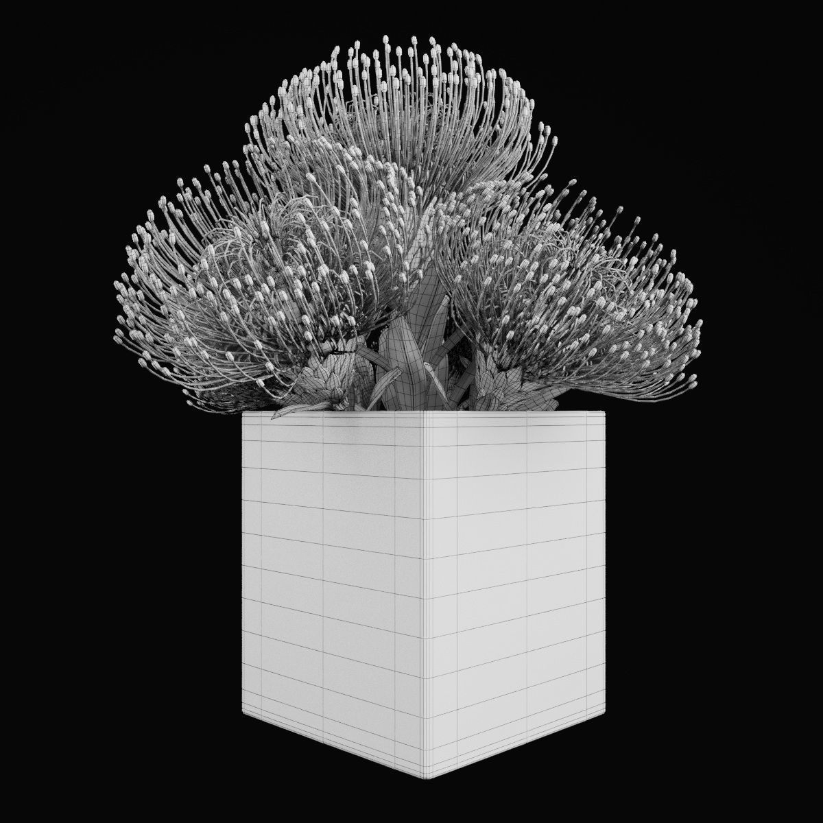 Plant collection 2 calla lily in glass vase _19