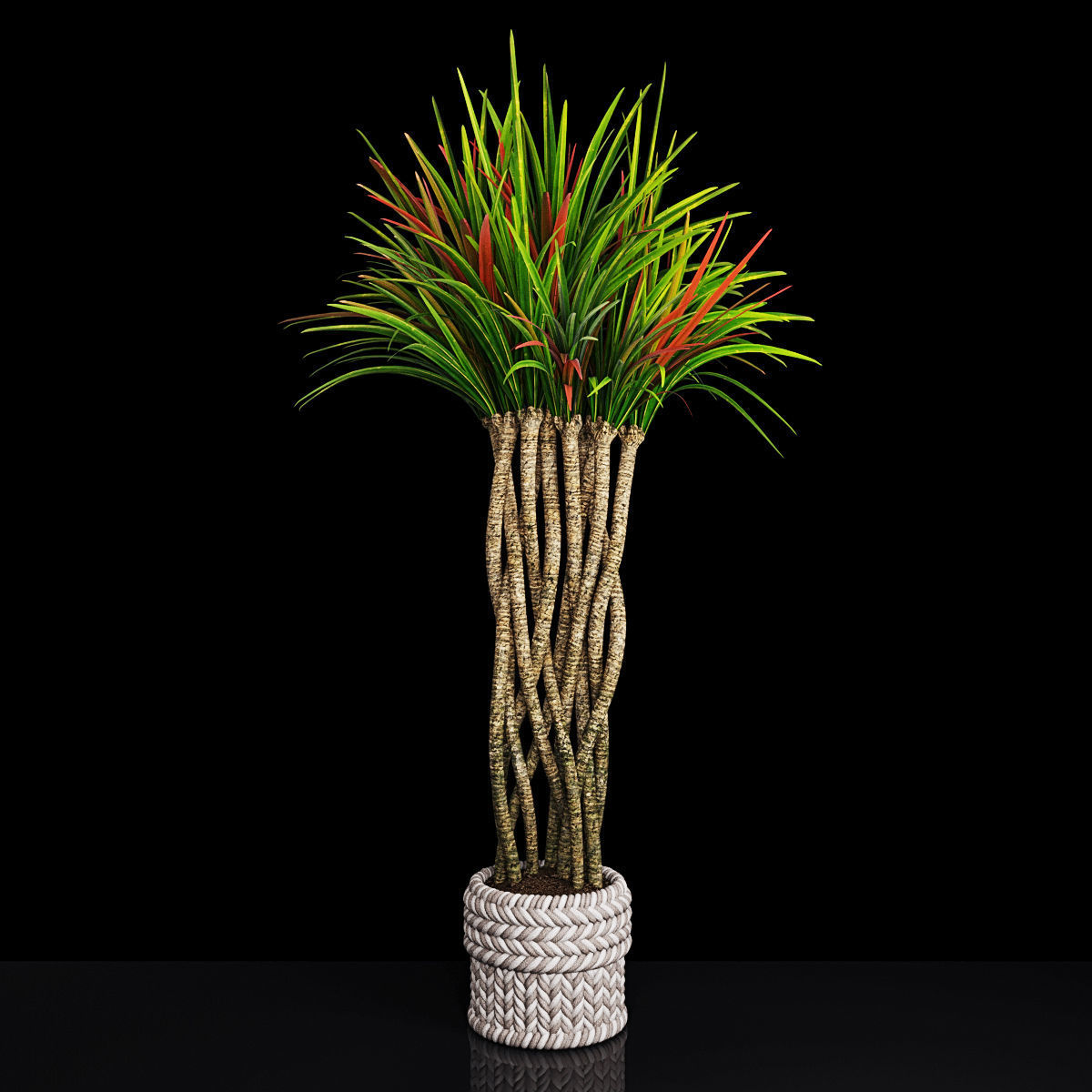 Plant collection 2 calla lily in glass vase _9