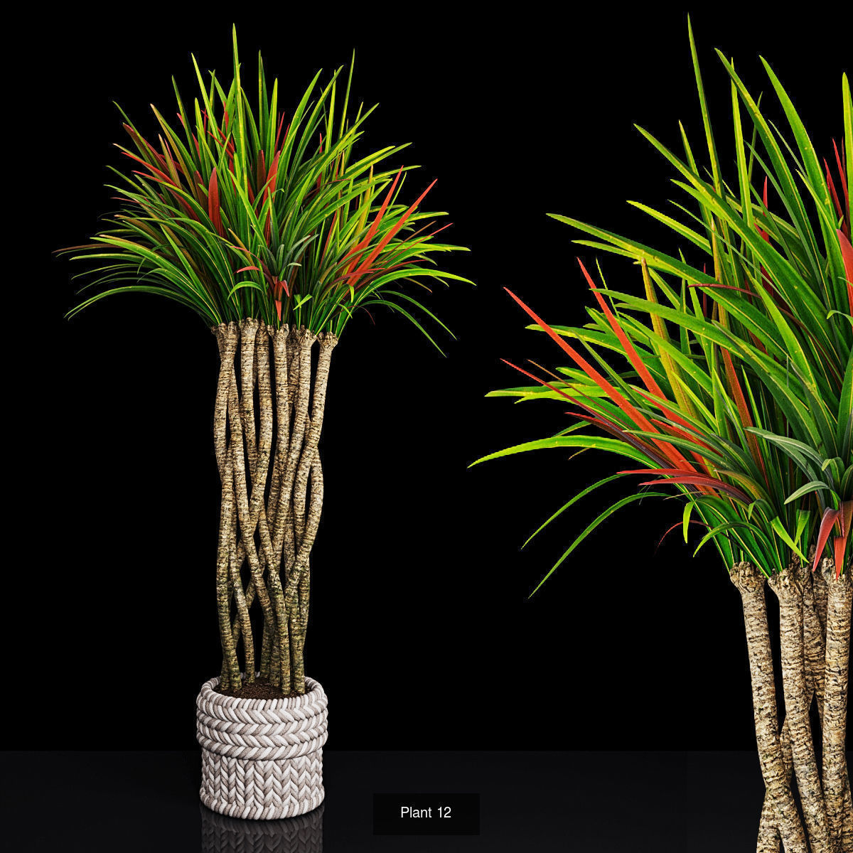 Plant collection 2 calla lily in glass vase _8