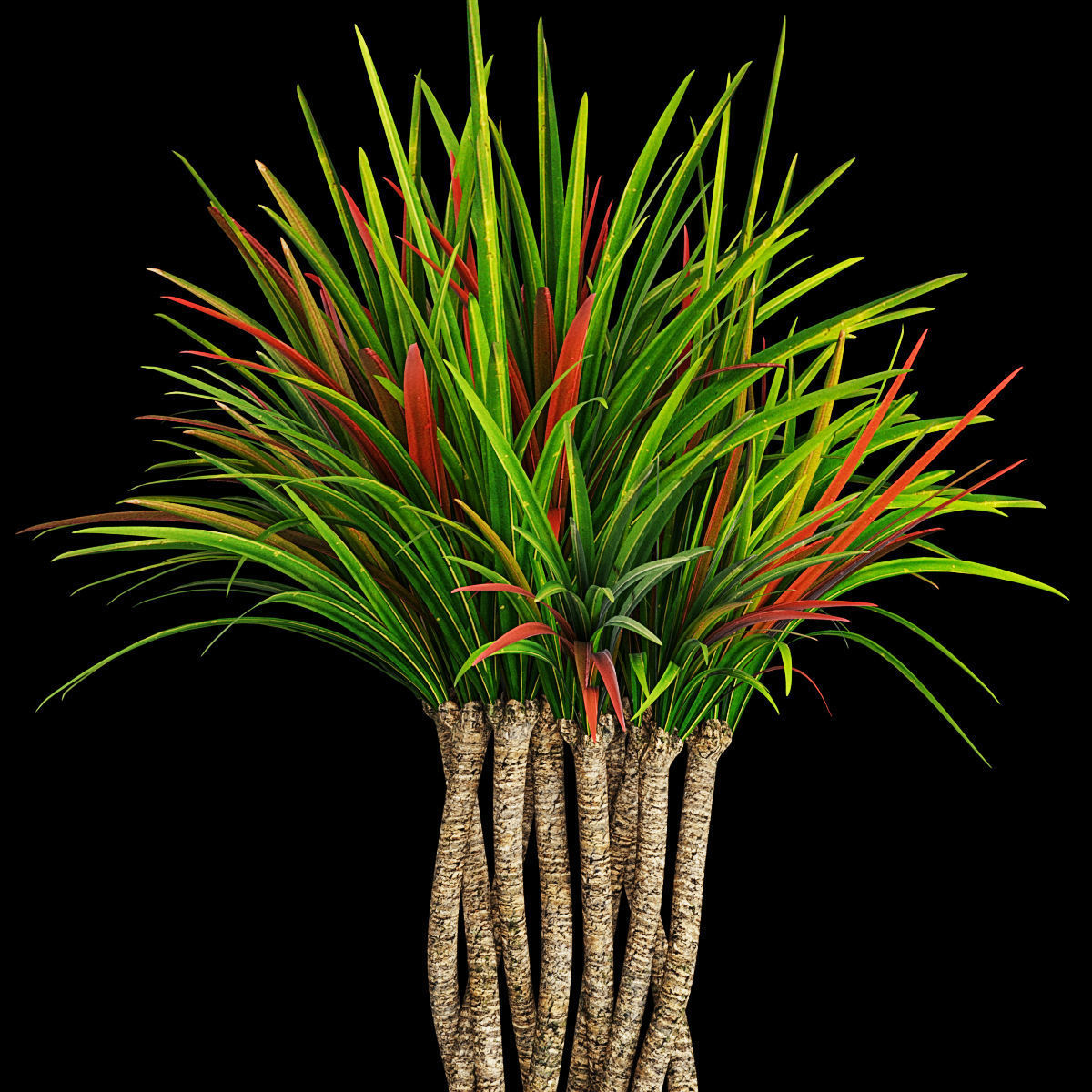 Plant collection 2 calla lily in glass vase _12