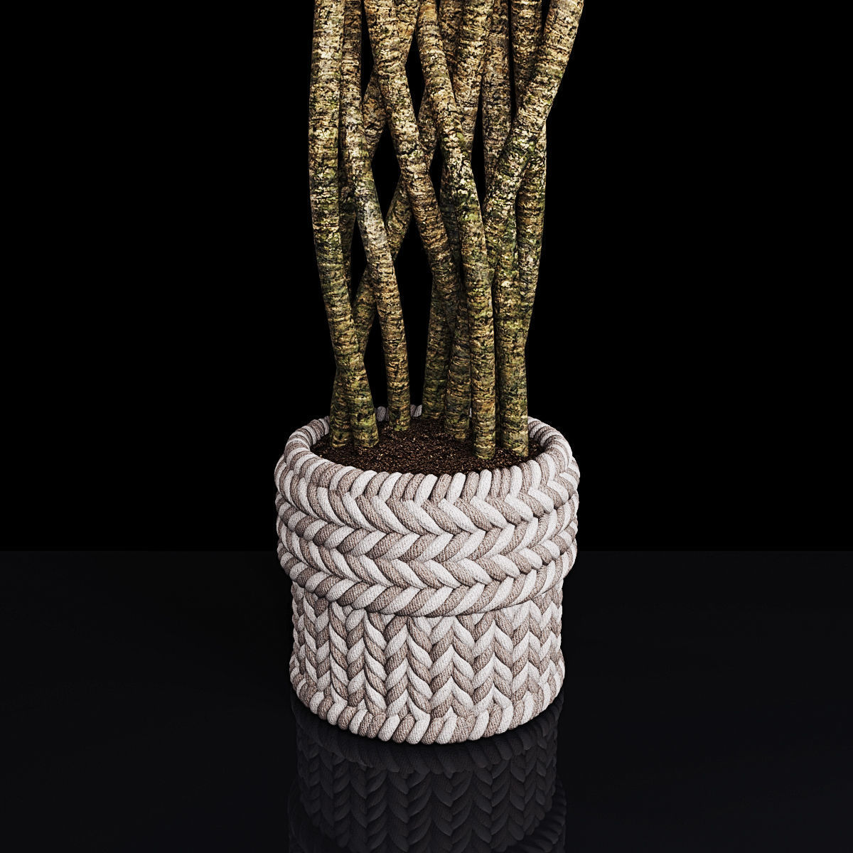 Plant collection 2 calla lily in glass vase _11