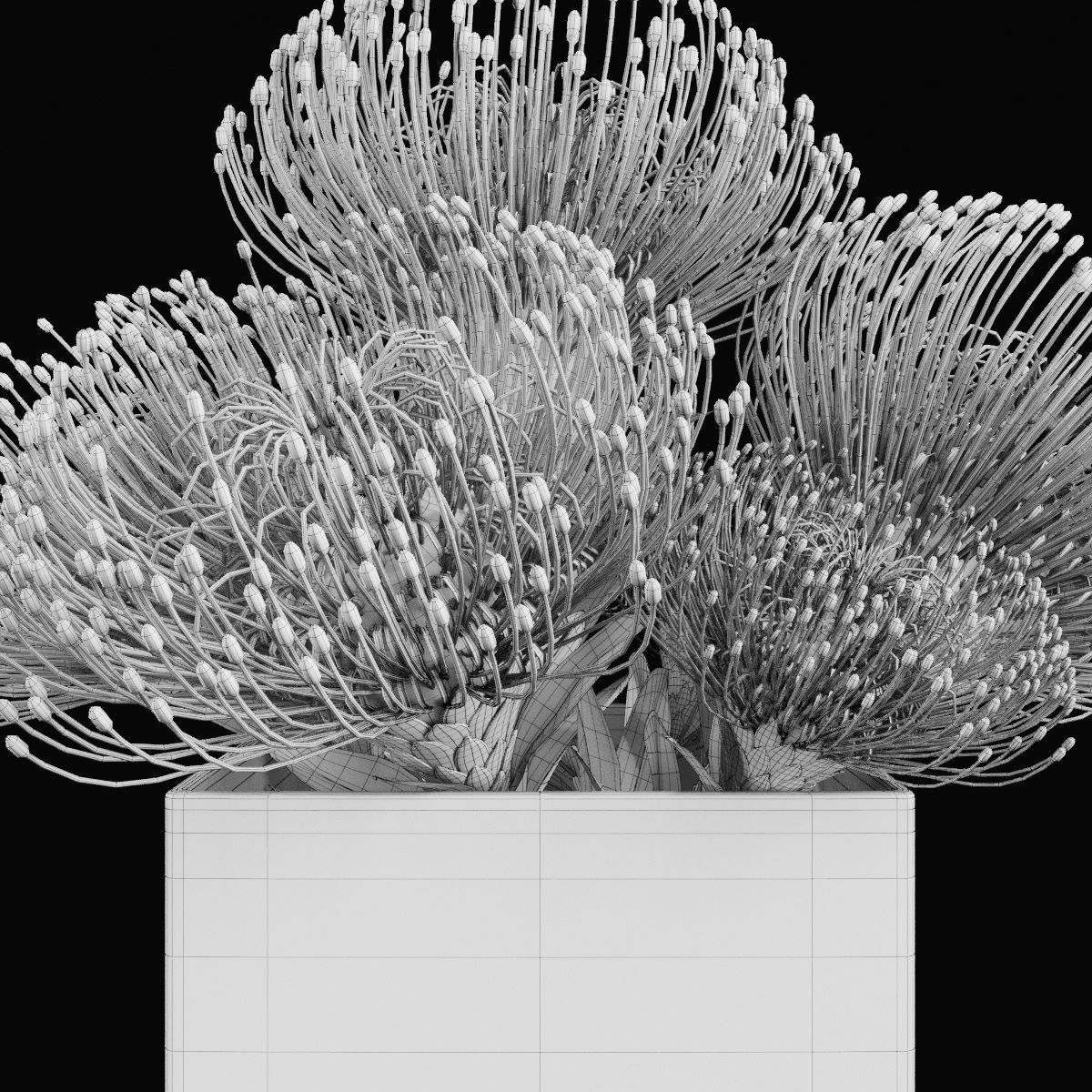 Plant collection 2 calla lily in glass vase _18