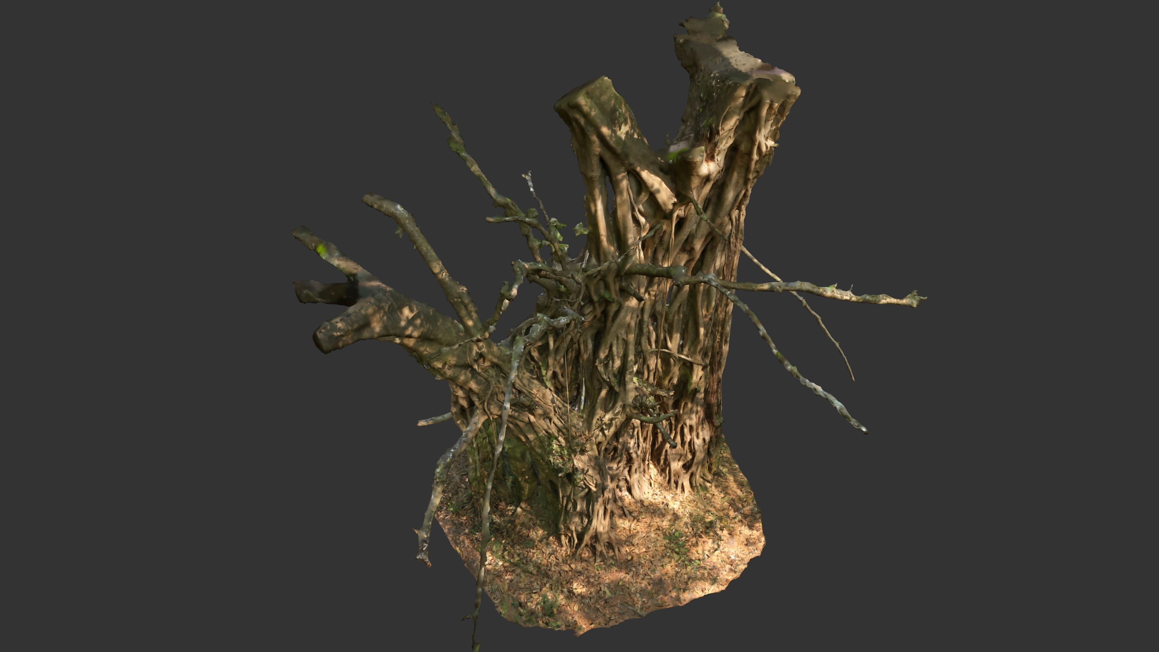 Banyan Tree Trunk Low-poly 3D model_28