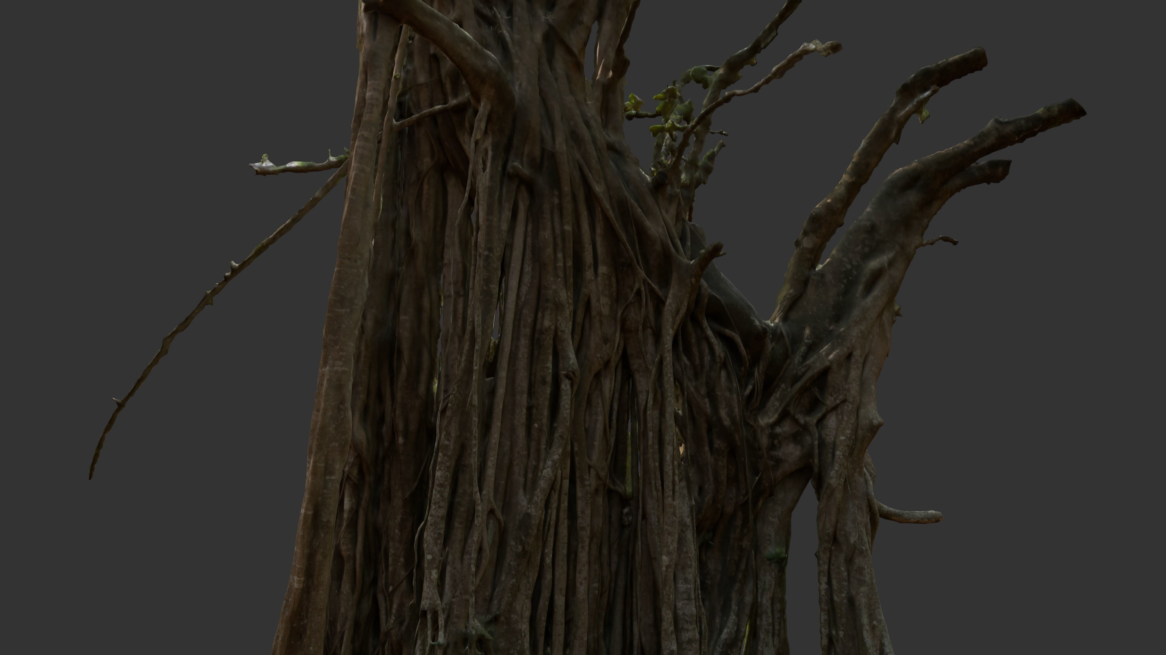 Banyan Tree Trunk Low-poly 3D model_13