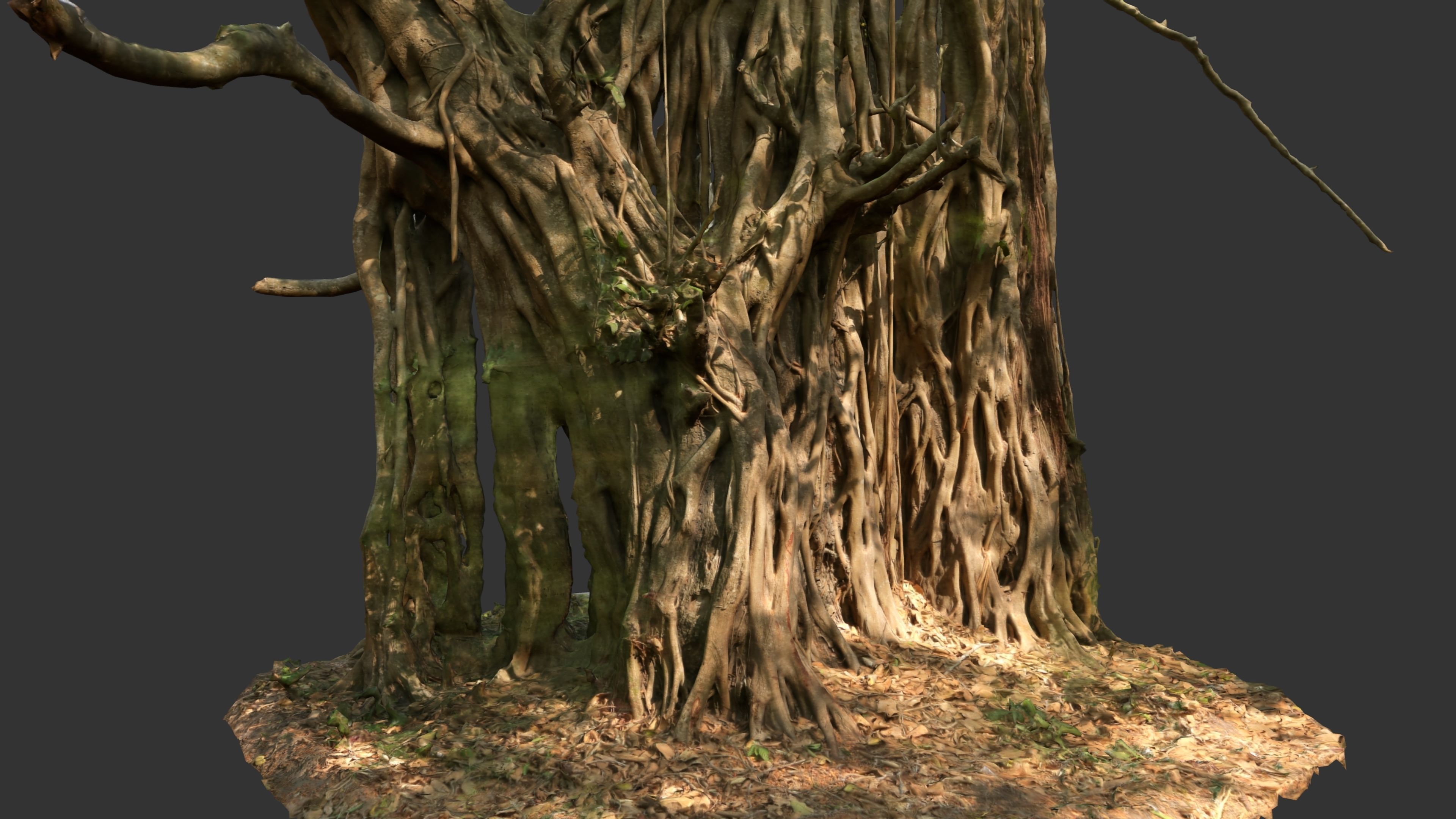 Banyan Tree Trunk Low-poly 3D model_9
