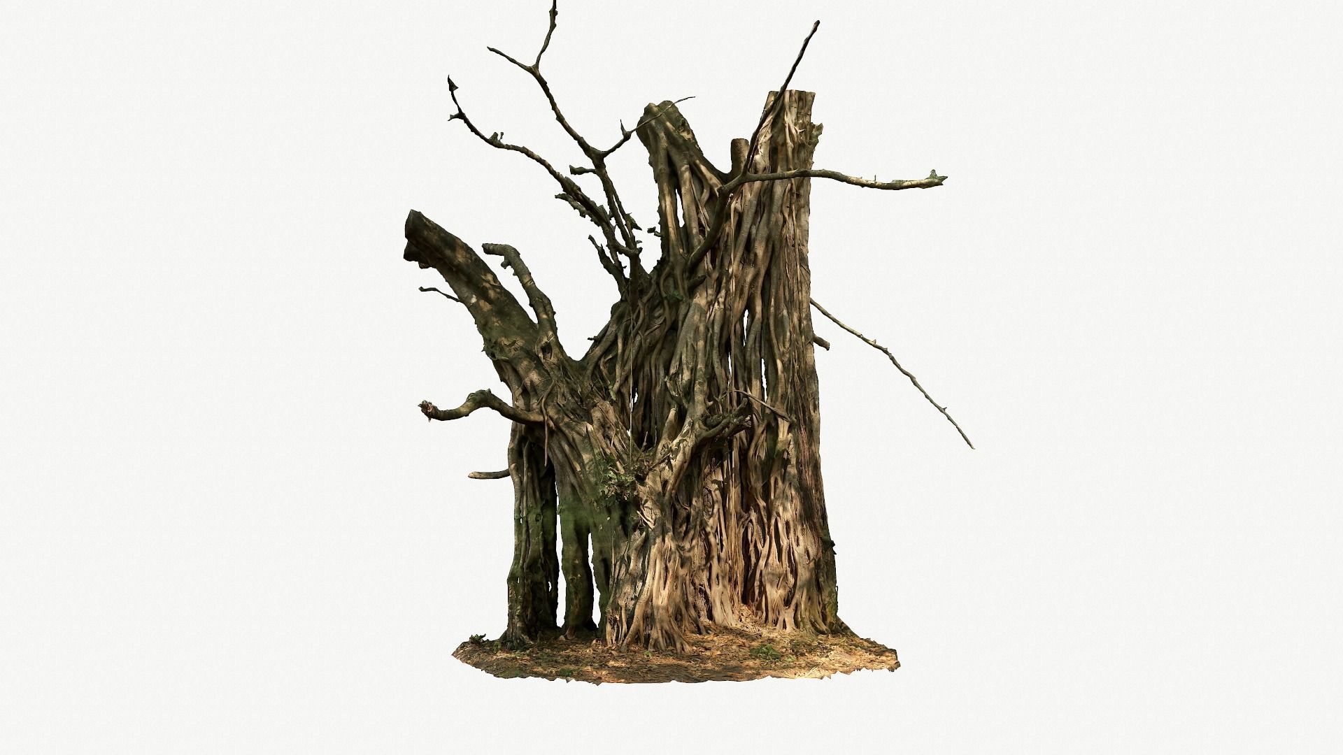 Banyan Tree Trunk Low-poly 3D model_2