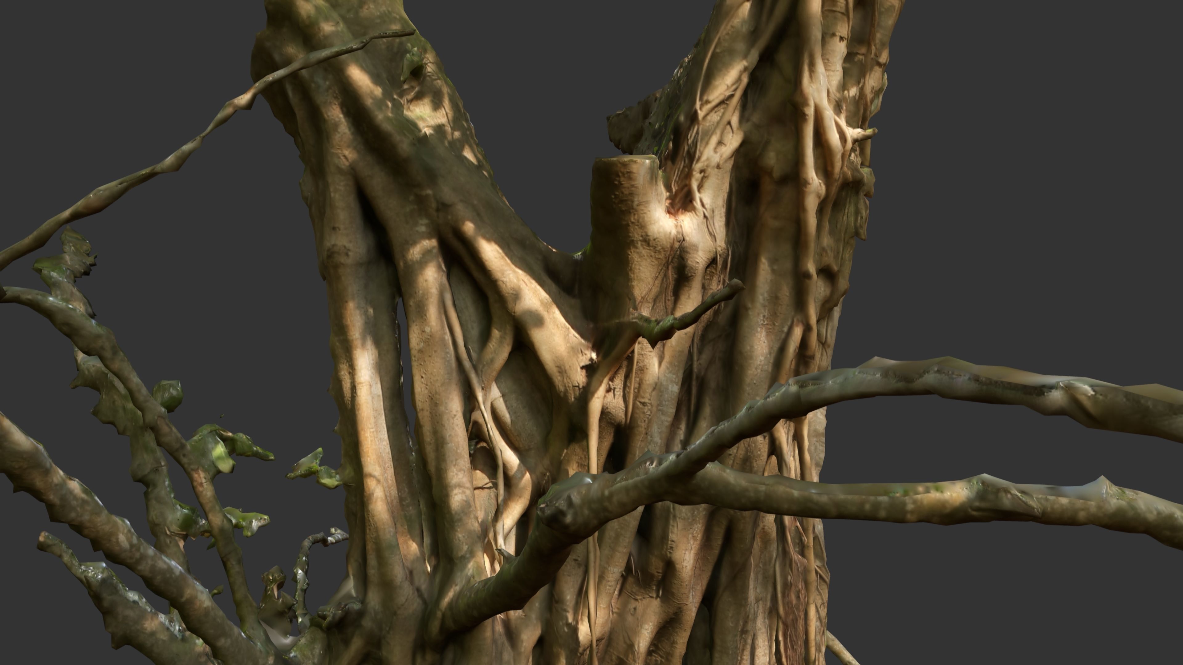 Banyan Tree Trunk Low-poly 3D model_16