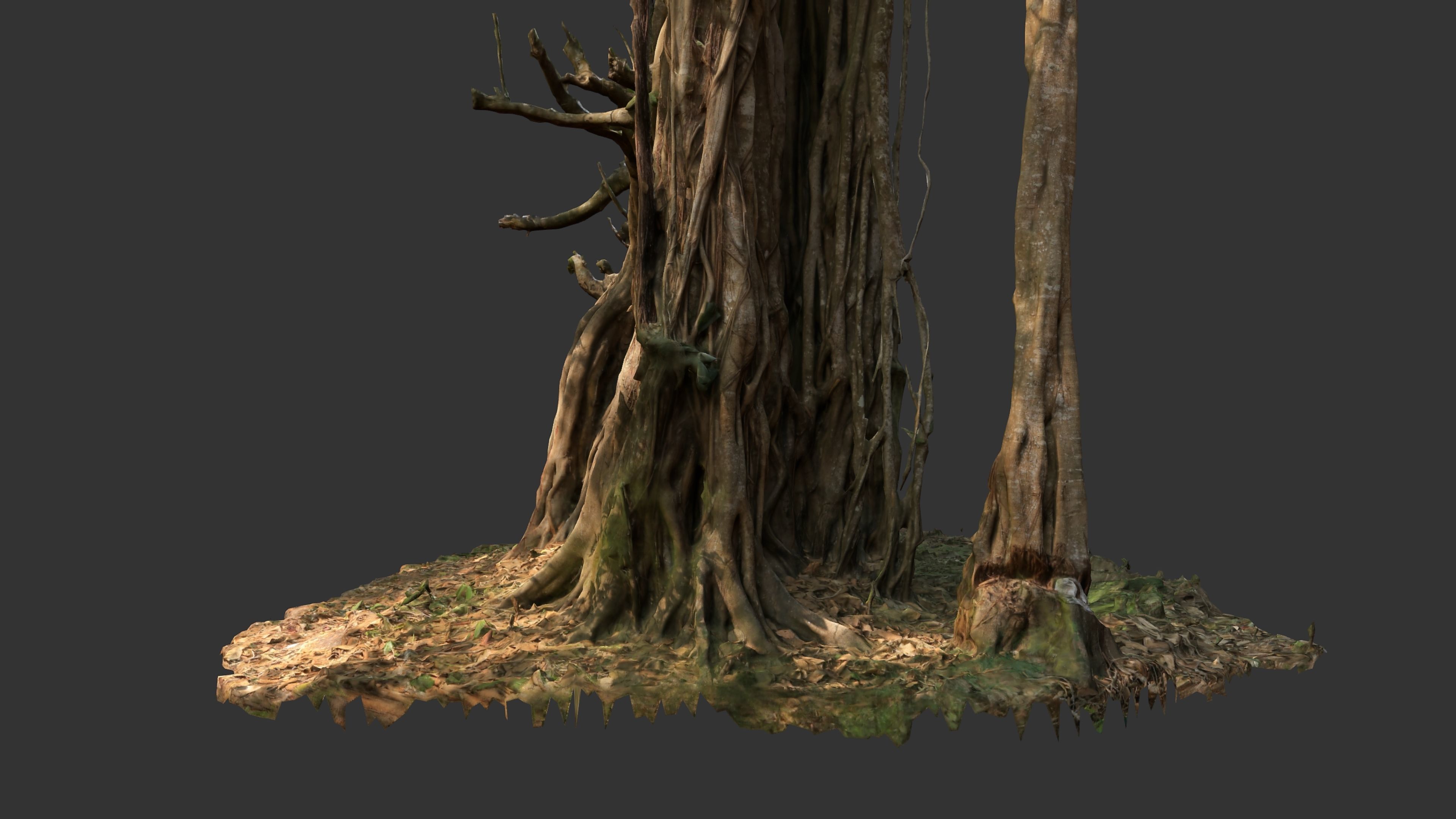 Banyan Tree Trunk Low-poly 3D model_7
