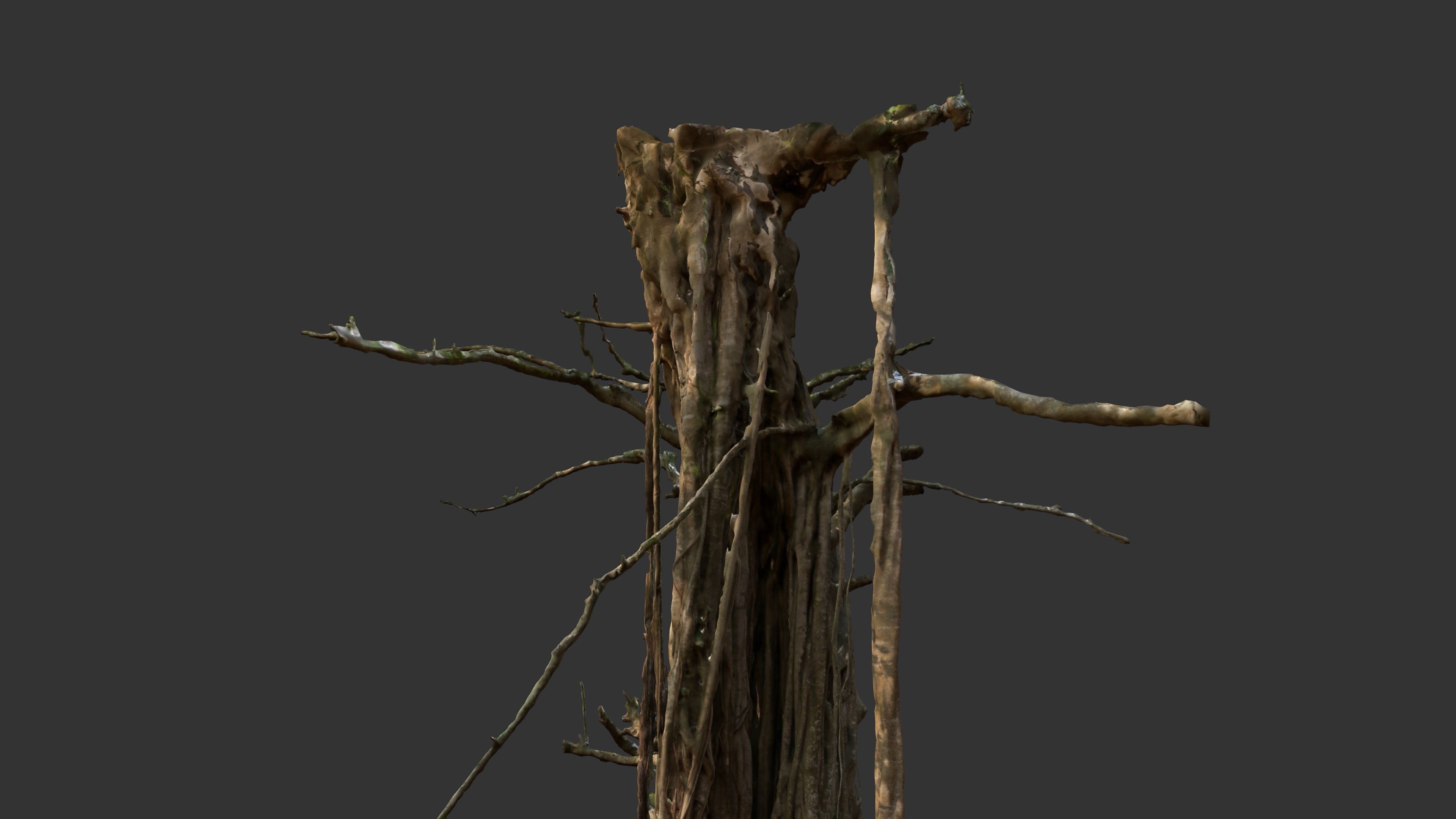 Banyan Tree Trunk Low-poly 3D model_15