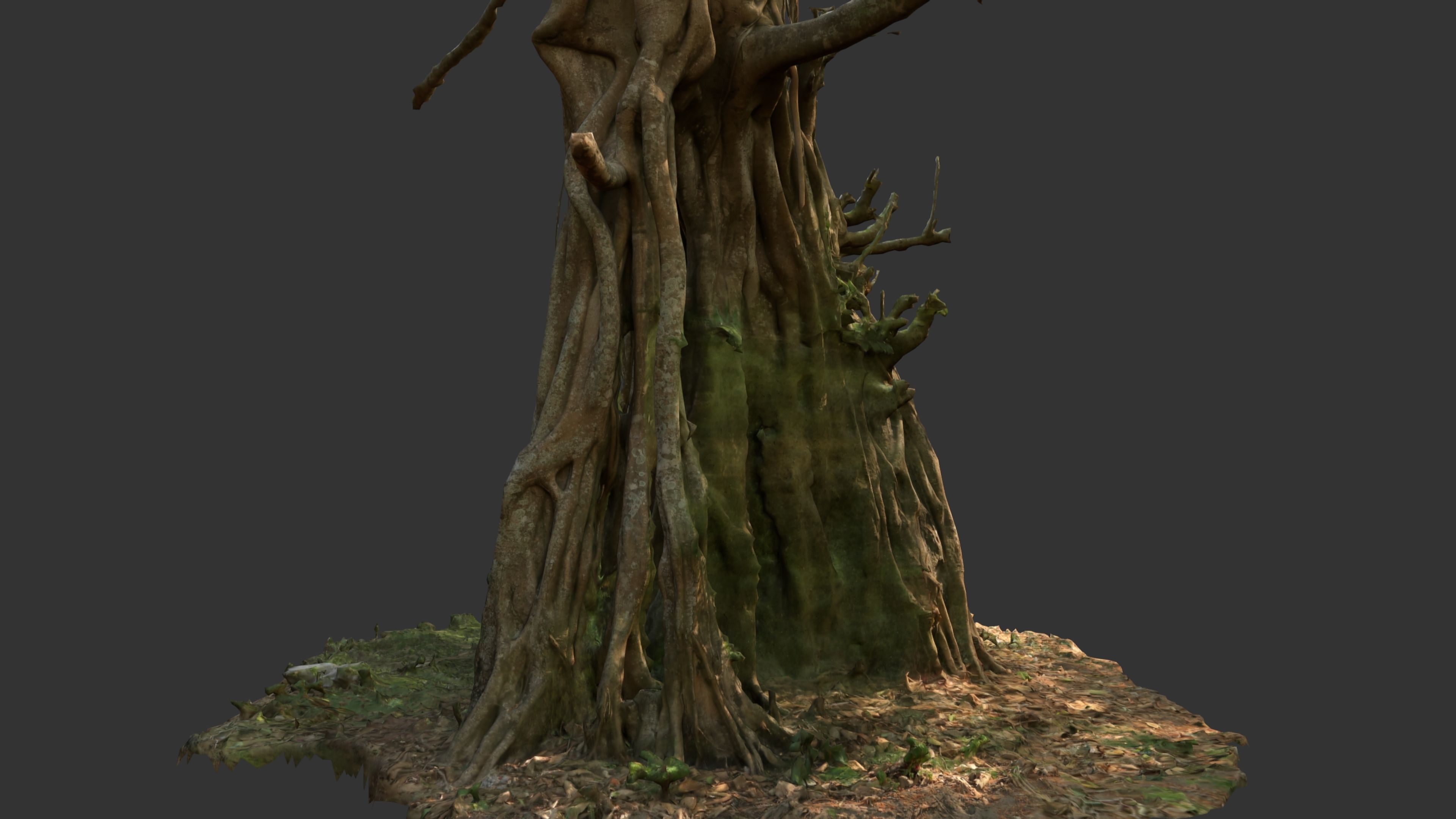 Banyan Tree Trunk Low-poly 3D model_10