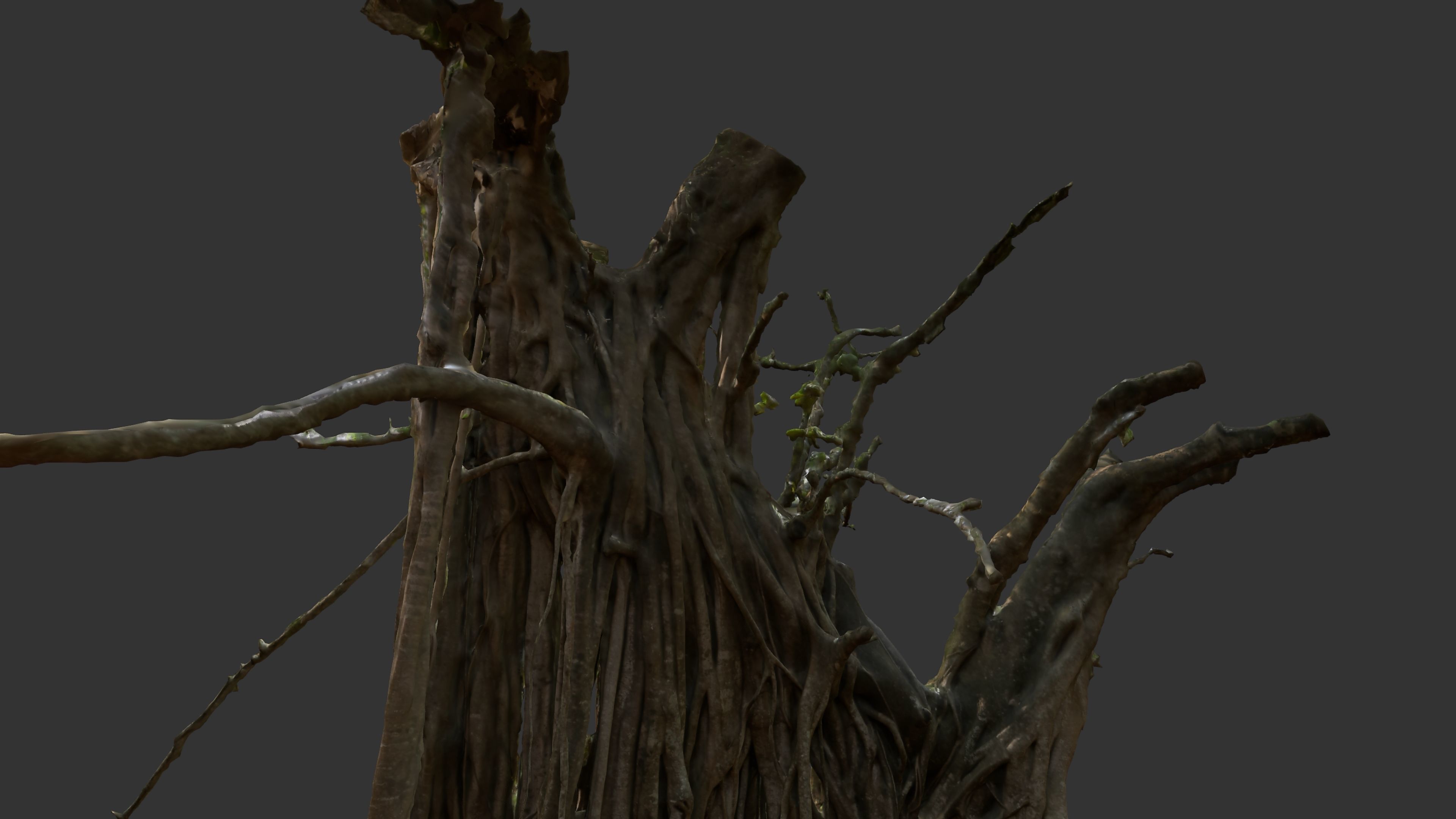 Banyan Tree Trunk Low-poly 3D model_14