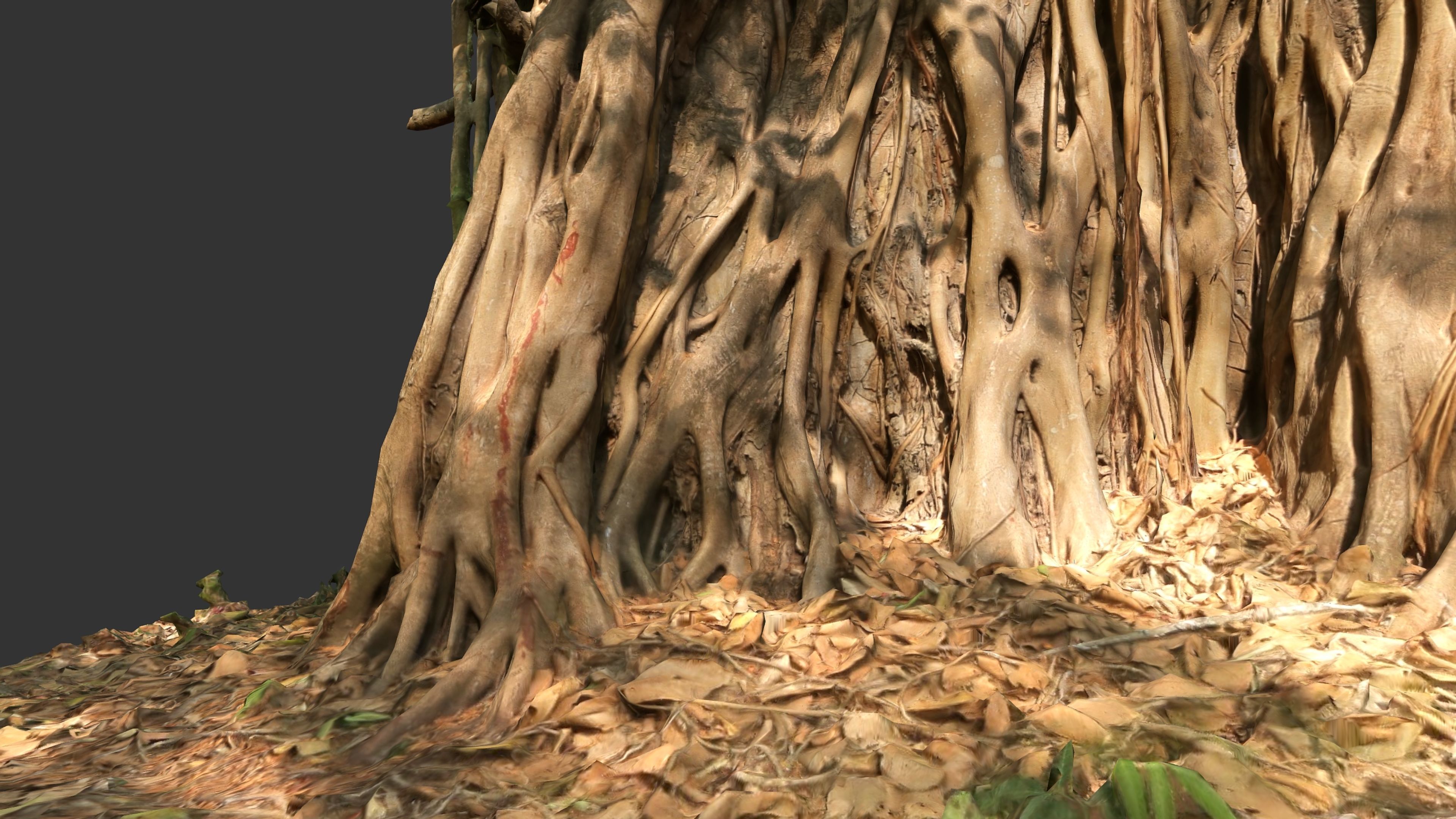 Banyan Tree Trunk Low-poly 3D model_18
