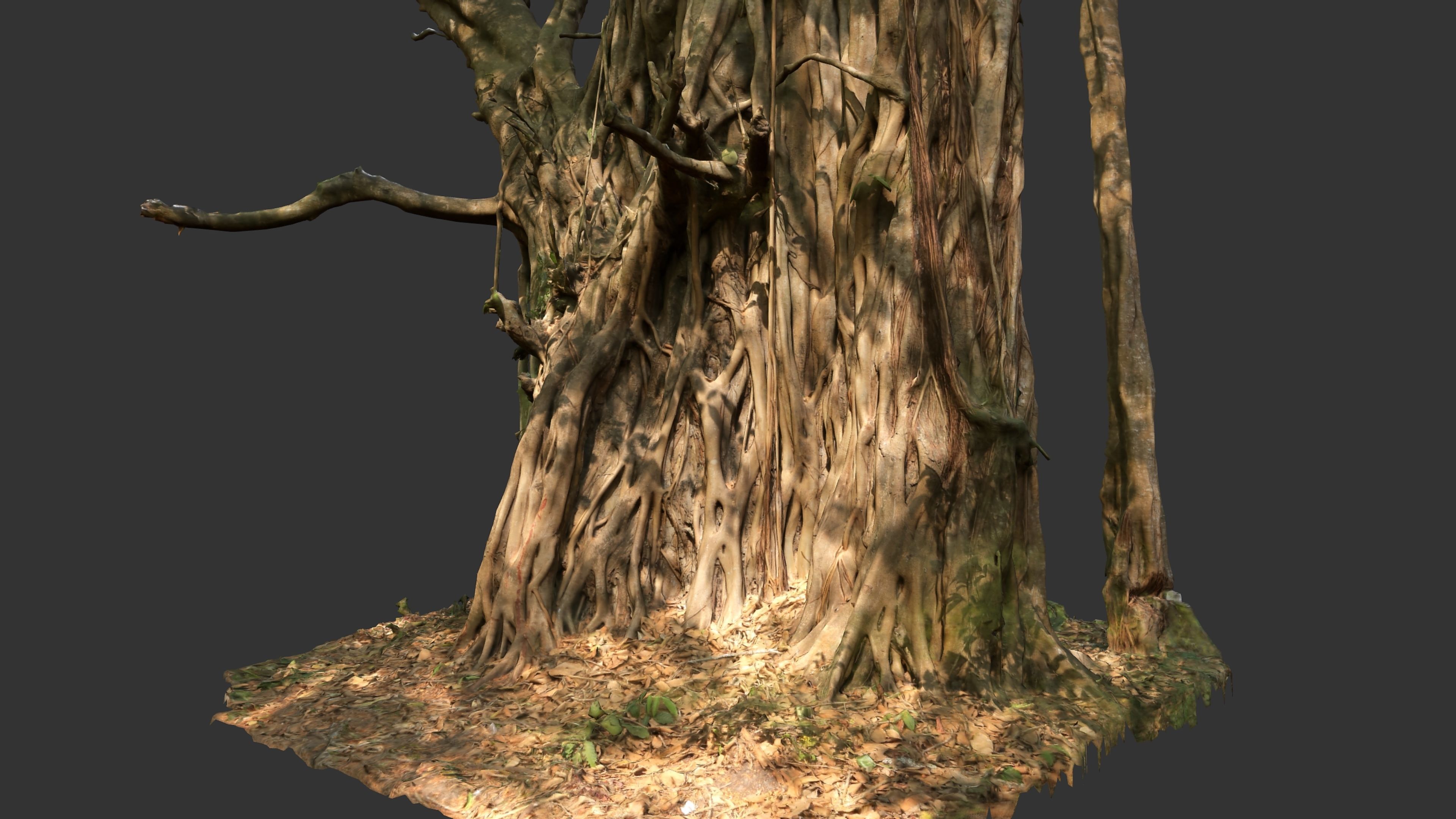 Banyan Tree Trunk Low-poly 3D model_8