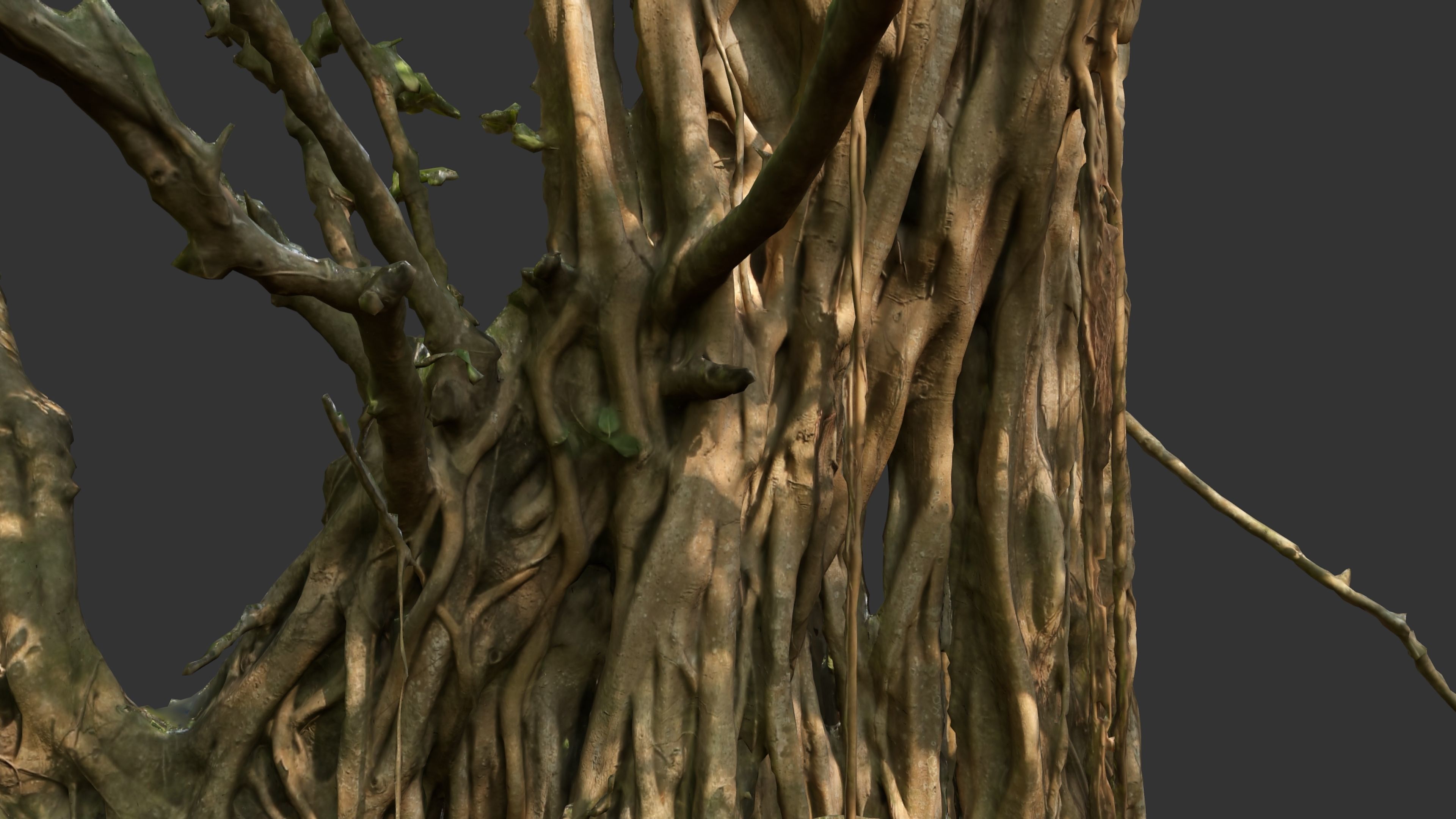 Banyan Tree Trunk Low-poly 3D model_23