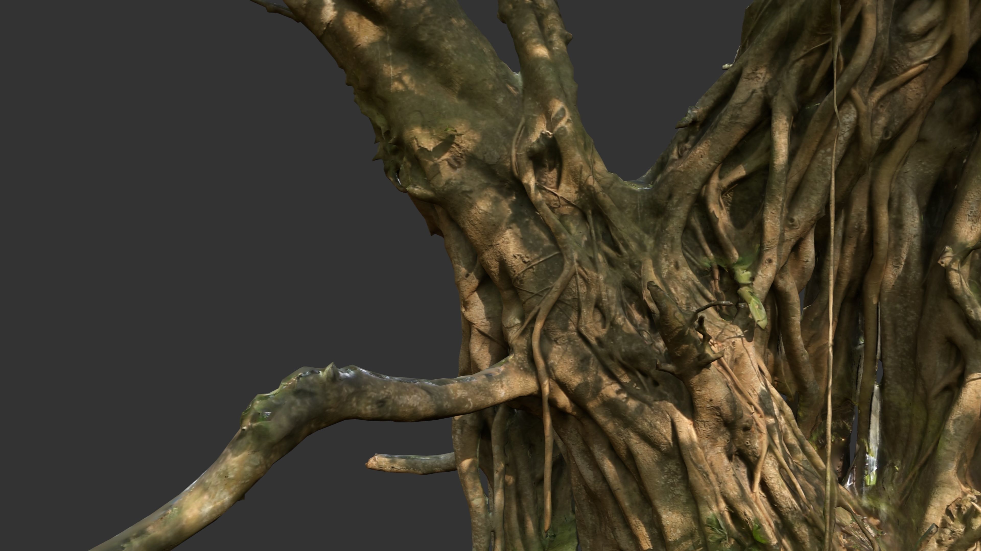 Banyan Tree Trunk Low-poly 3D model_24