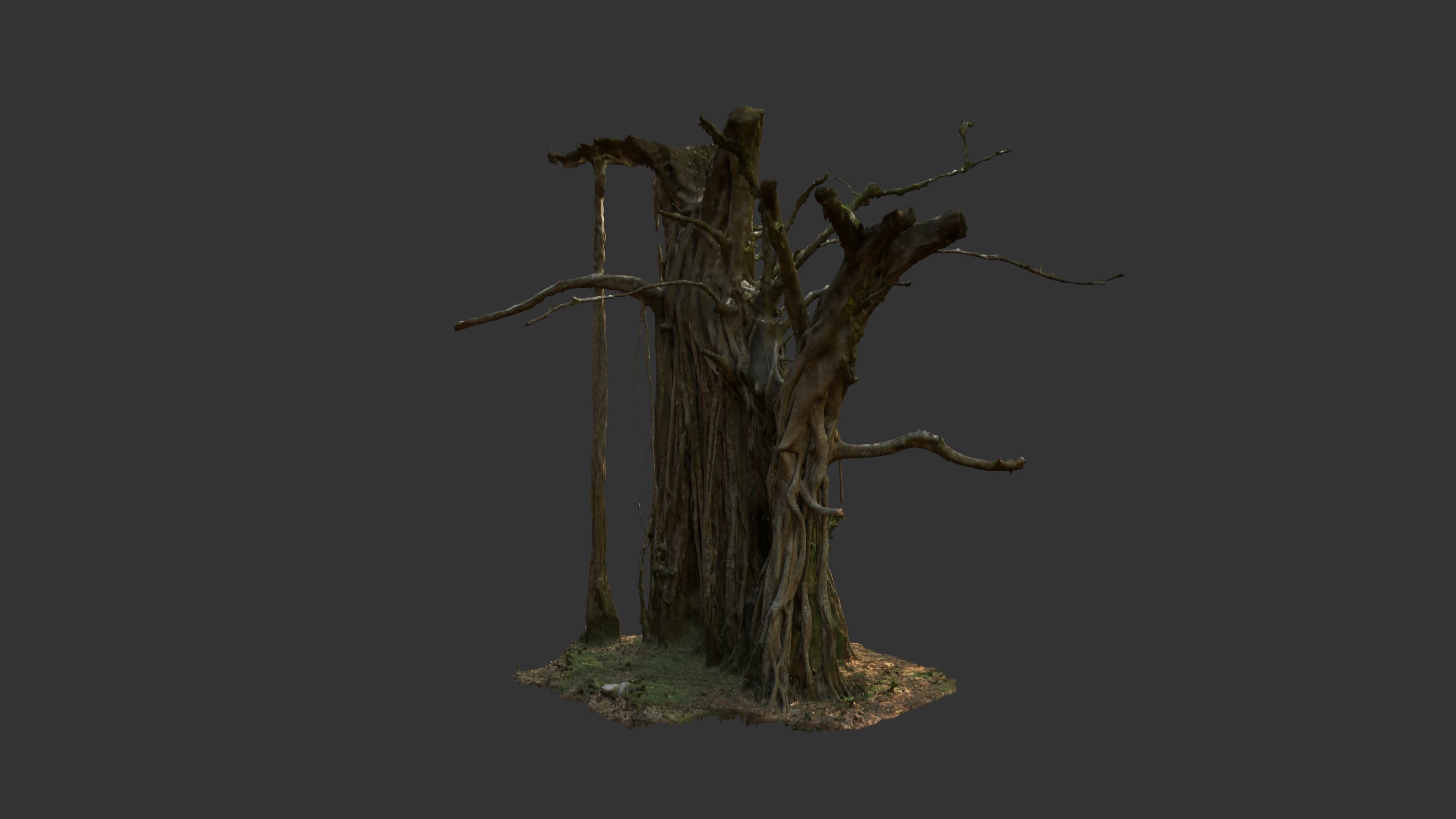Banyan Tree Trunk Low-poly 3D model_4