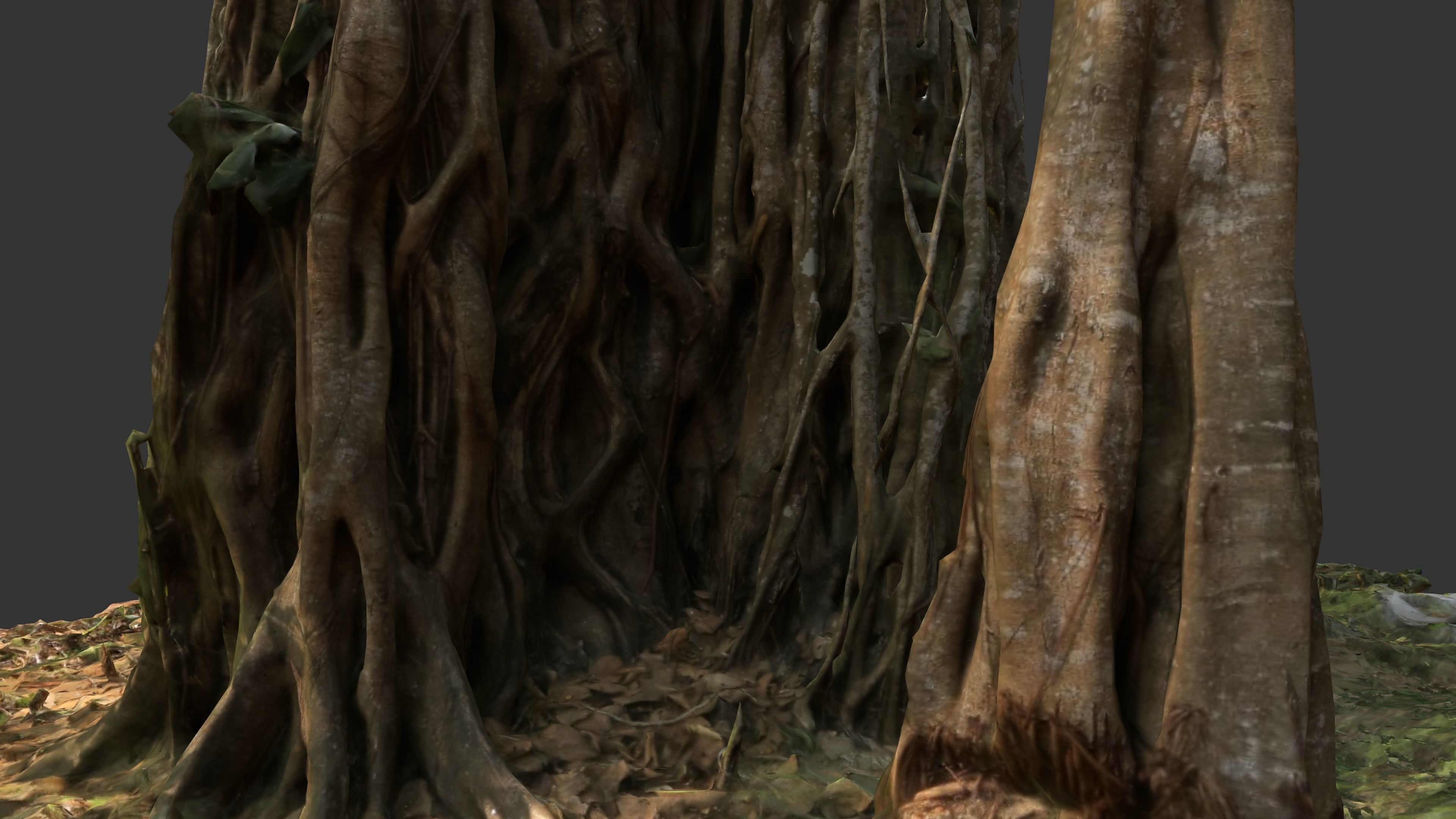 Banyan Tree Trunk Low-poly 3D model_26