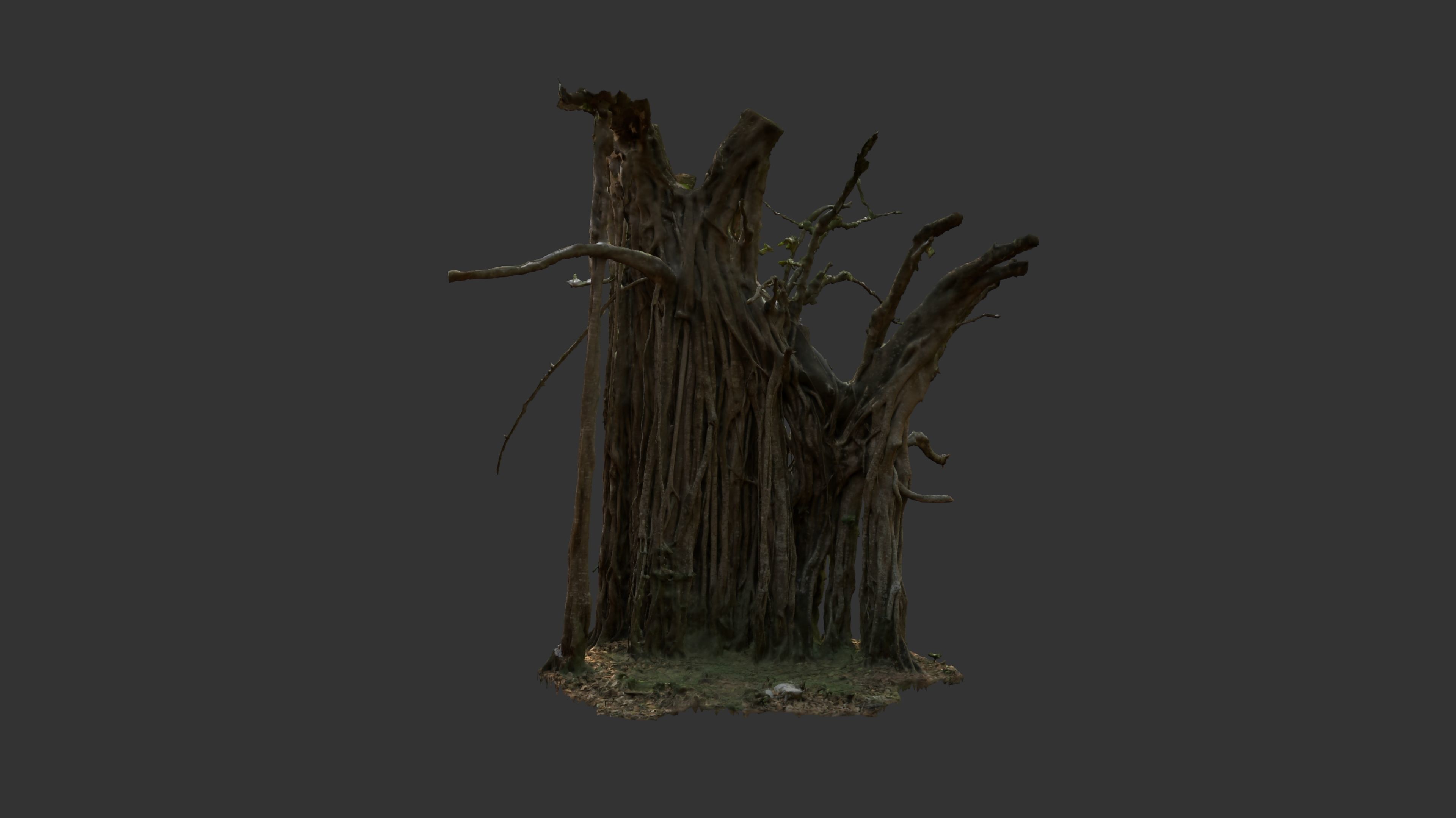 Banyan Tree Trunk Low-poly 3D model_5
