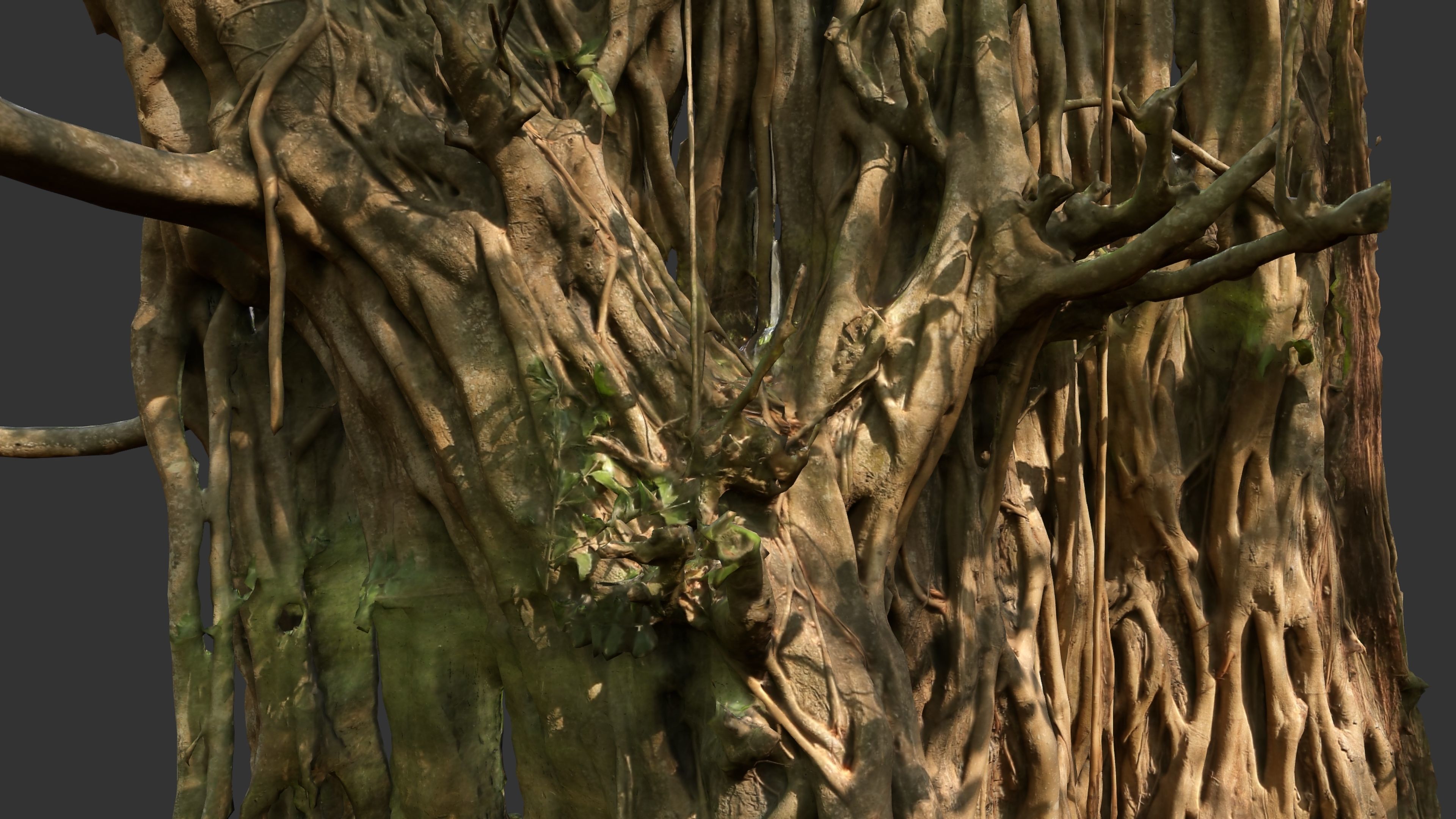 Banyan Tree Trunk Low-poly 3D model_22