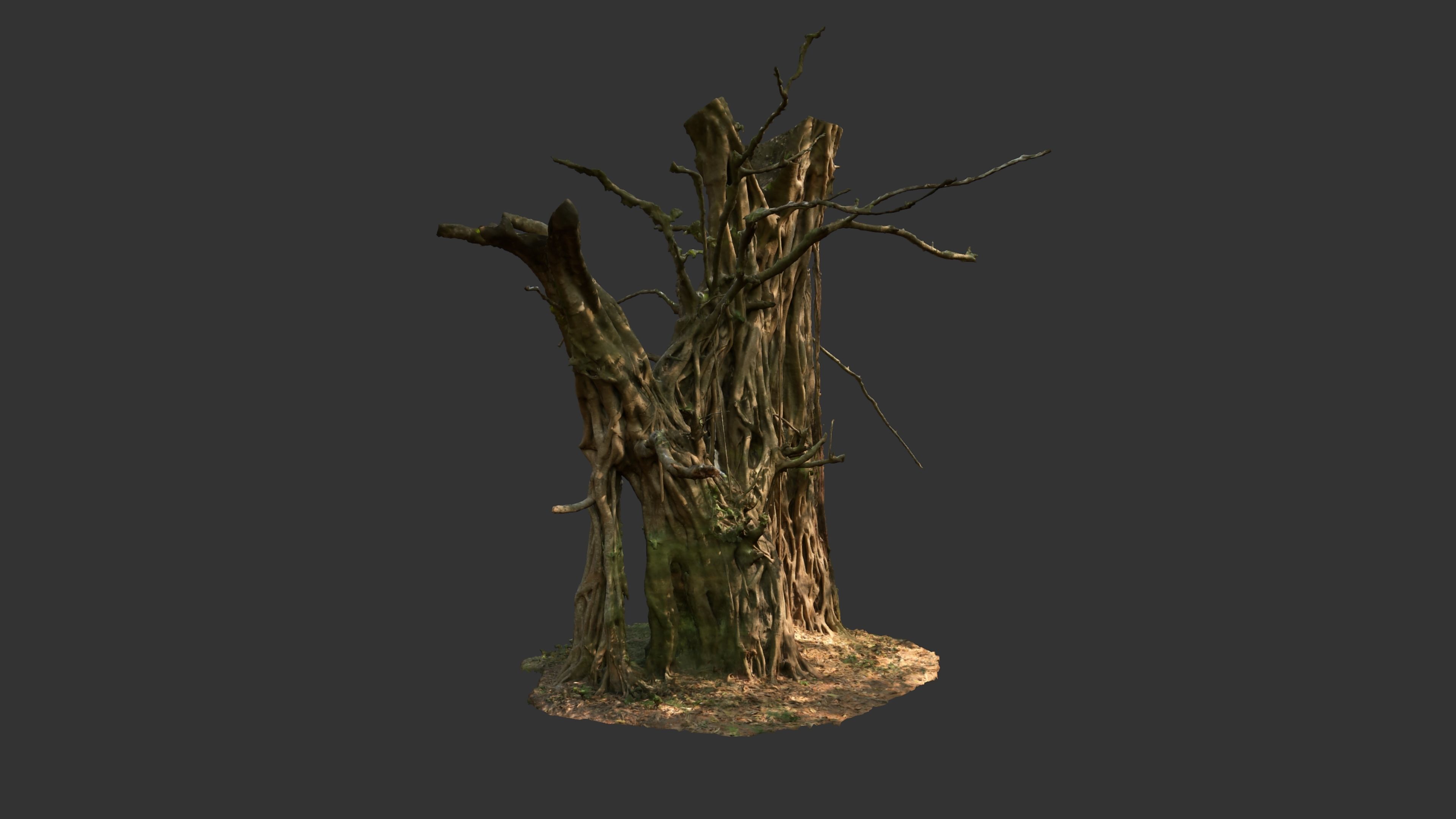 Banyan Tree Trunk Low-poly 3D model_3