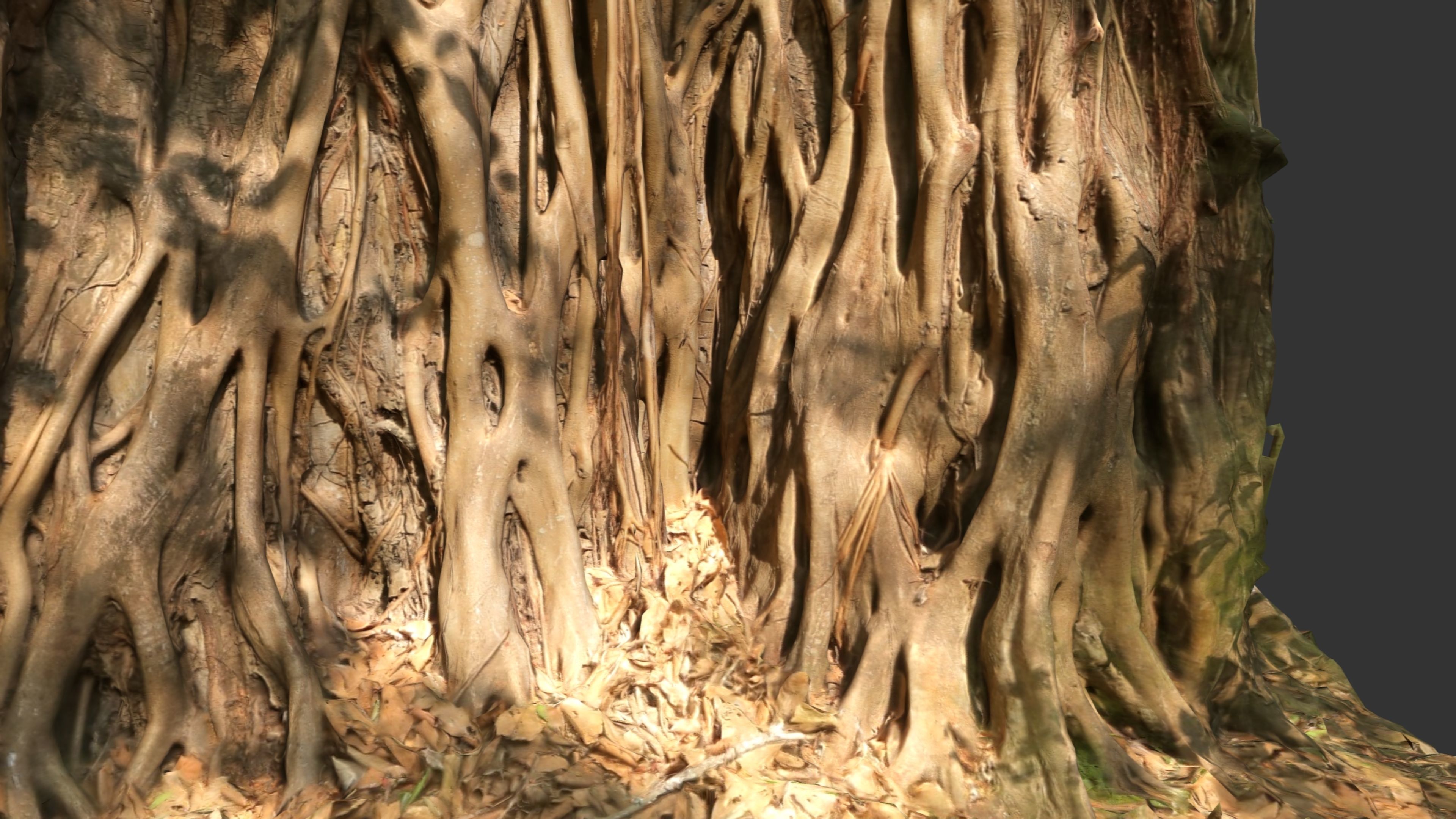 Banyan Tree Trunk Low-poly 3D model_19