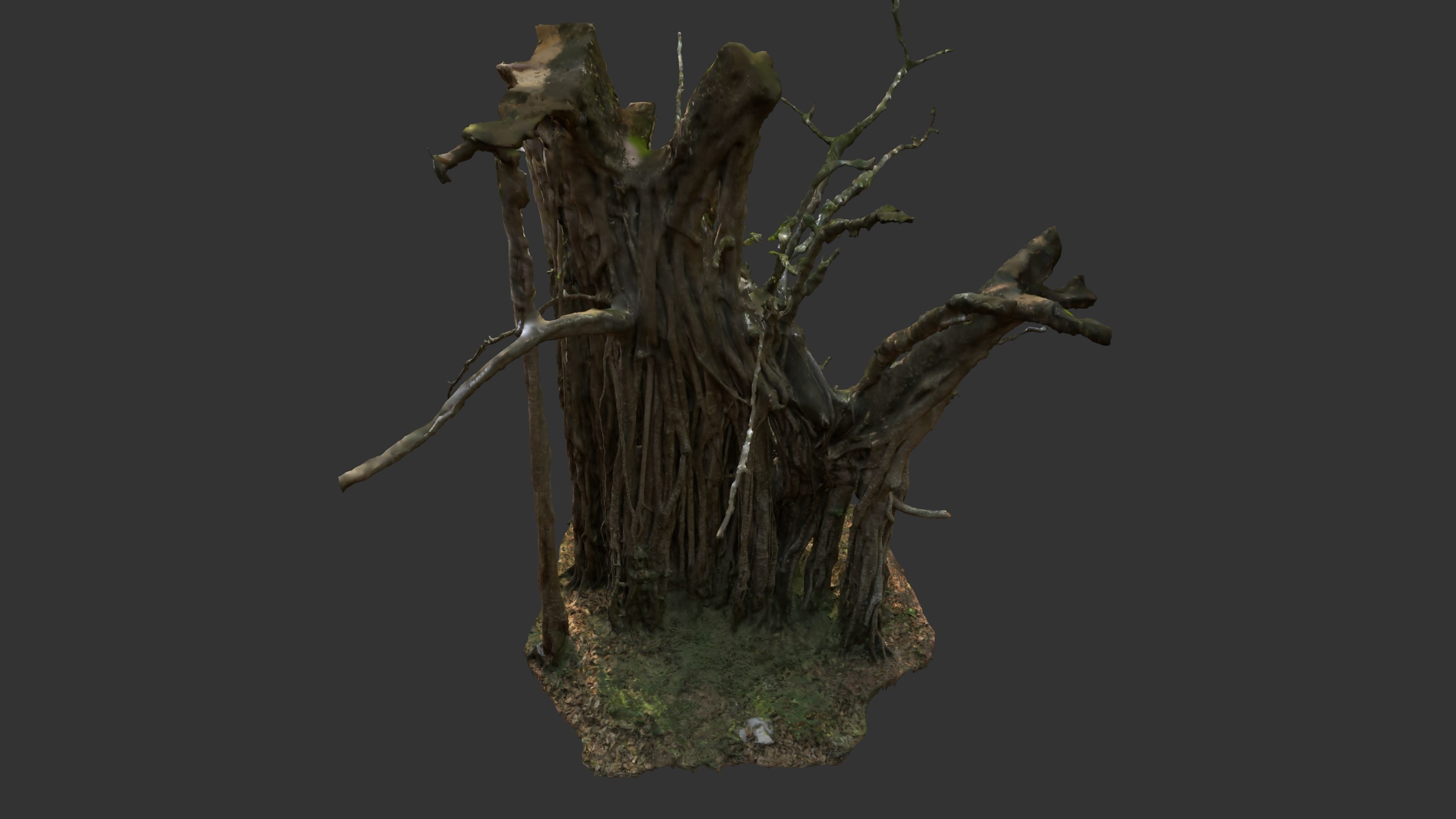 Banyan Tree Trunk Low-poly 3D model_27