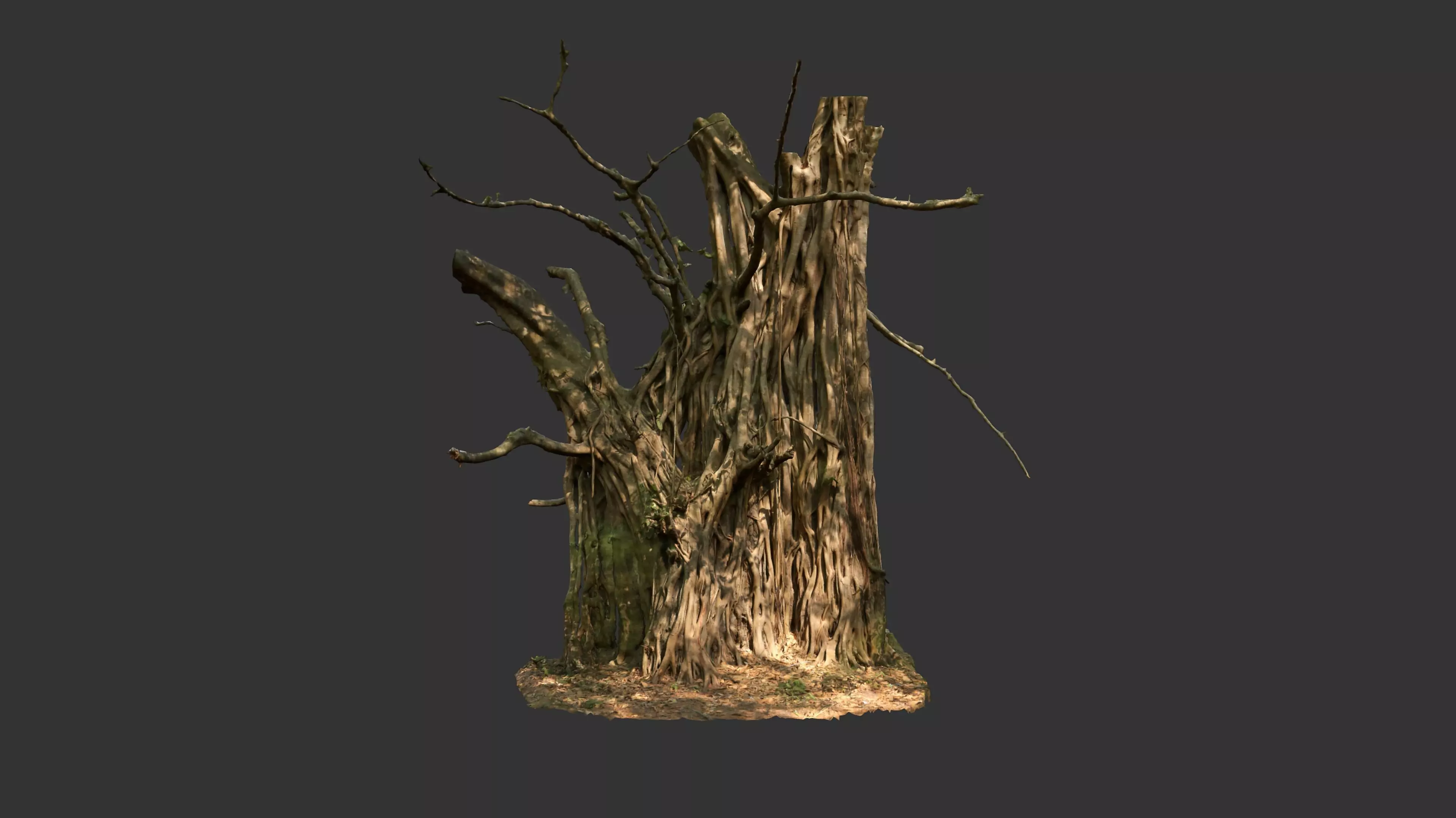 Banyan Tree Trunk Low-poly 3D model_0