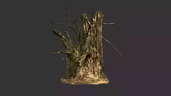Banyan Tree Trunk Low-poly 3D model