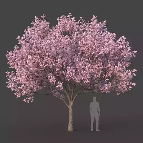 Sakura Tree 3D model