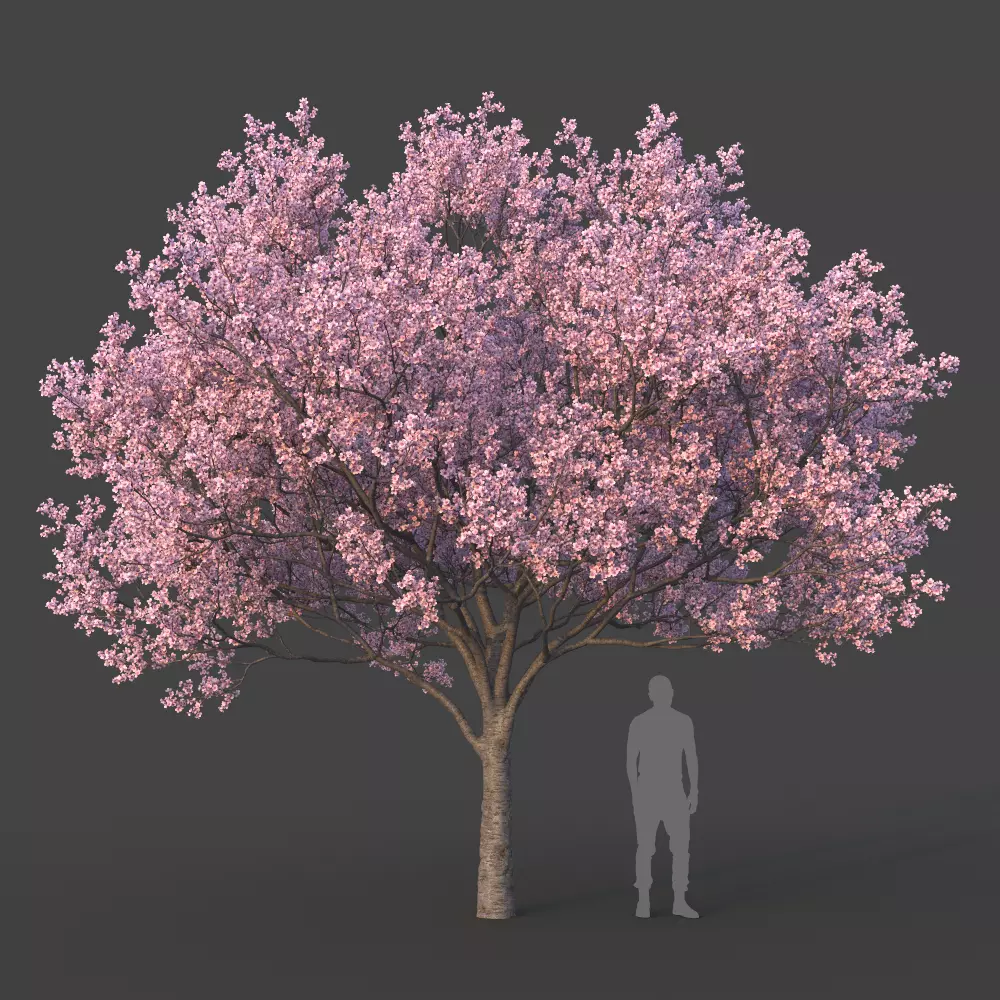 Sakura Tree 3D model