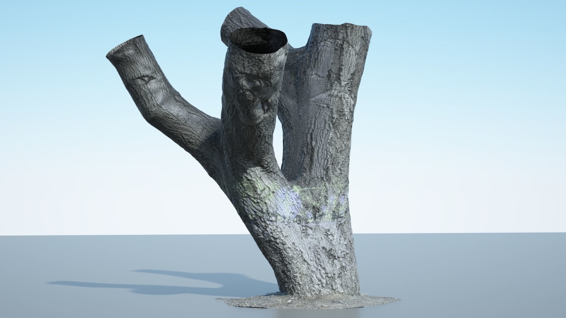 Tree Trunk - 10 3D model_9