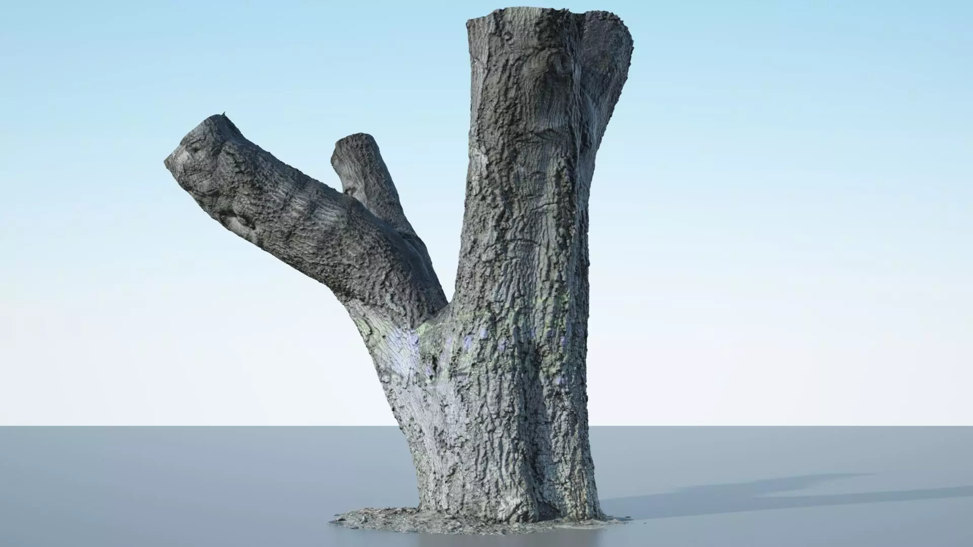 Tree Trunk - 10 3D model_0