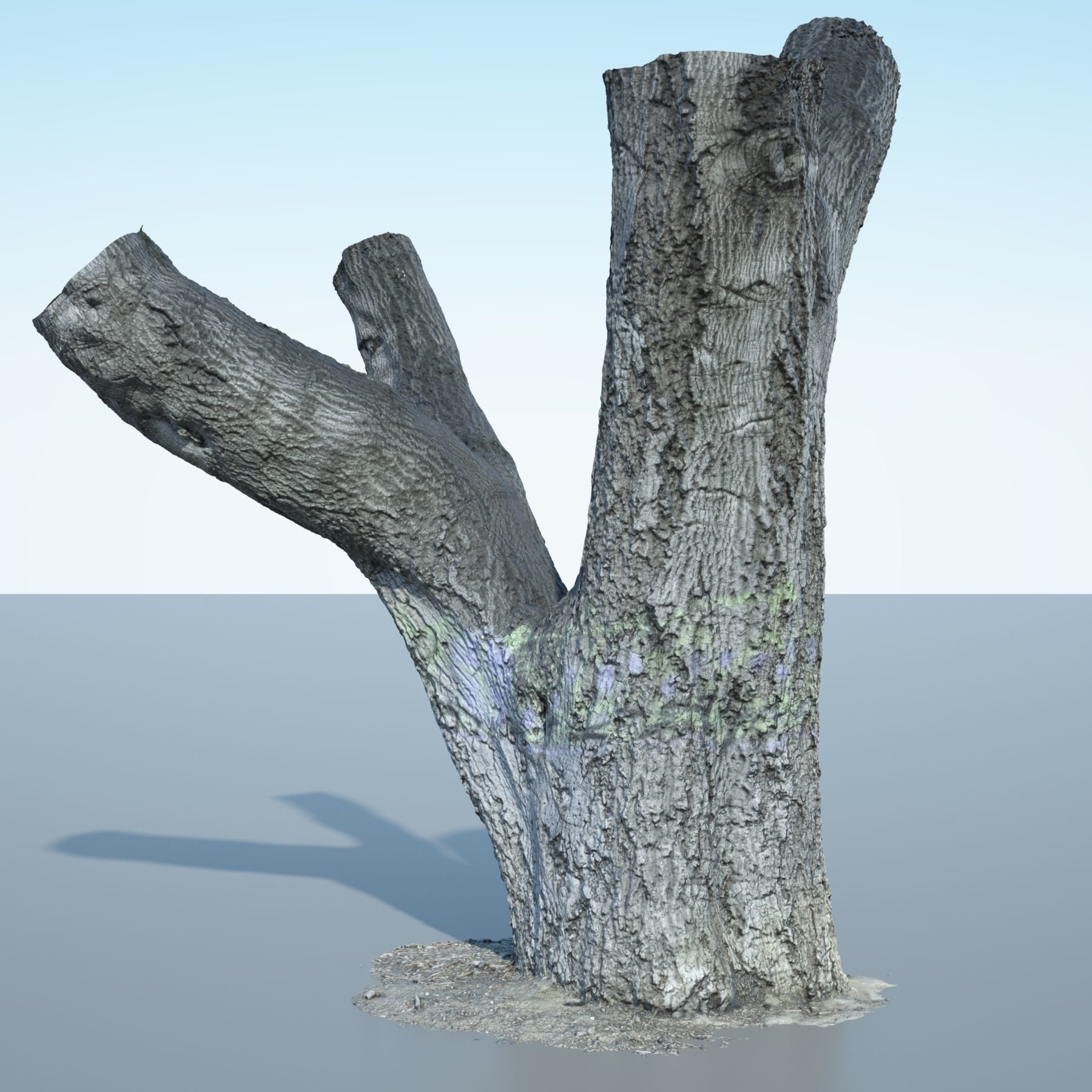 Tree Trunk - 10 3D model_8