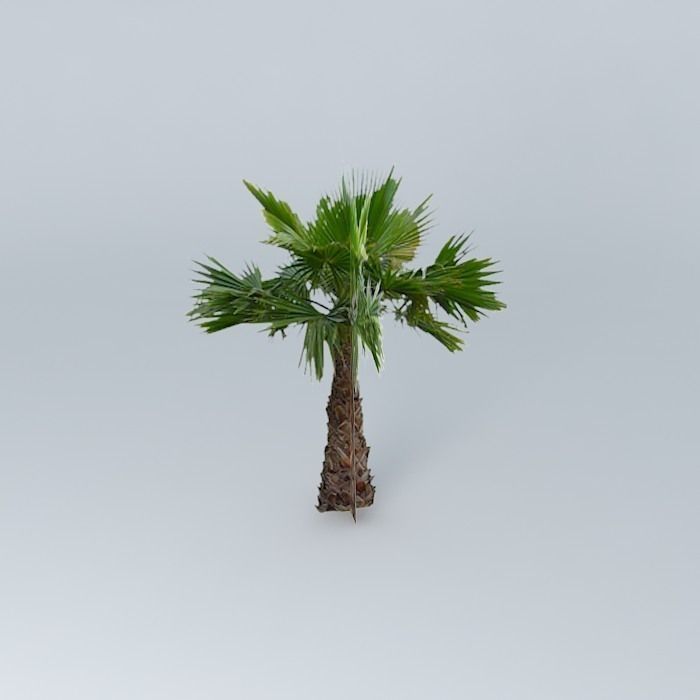 Mexican Fan Palm Tree Free 3D model_2