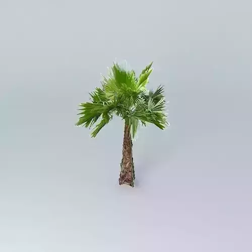 Mexican Fan Palm Tree