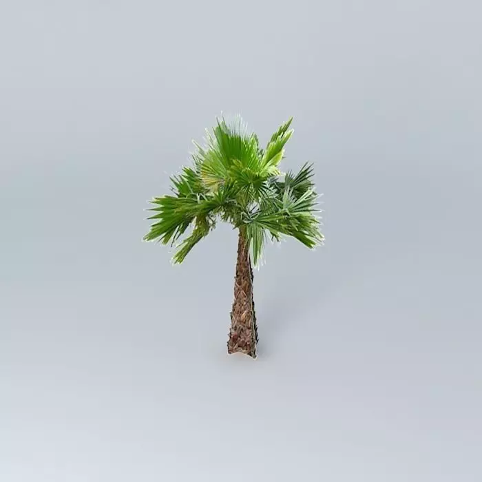 Mexican Fan Palm Tree Free 3D model_0