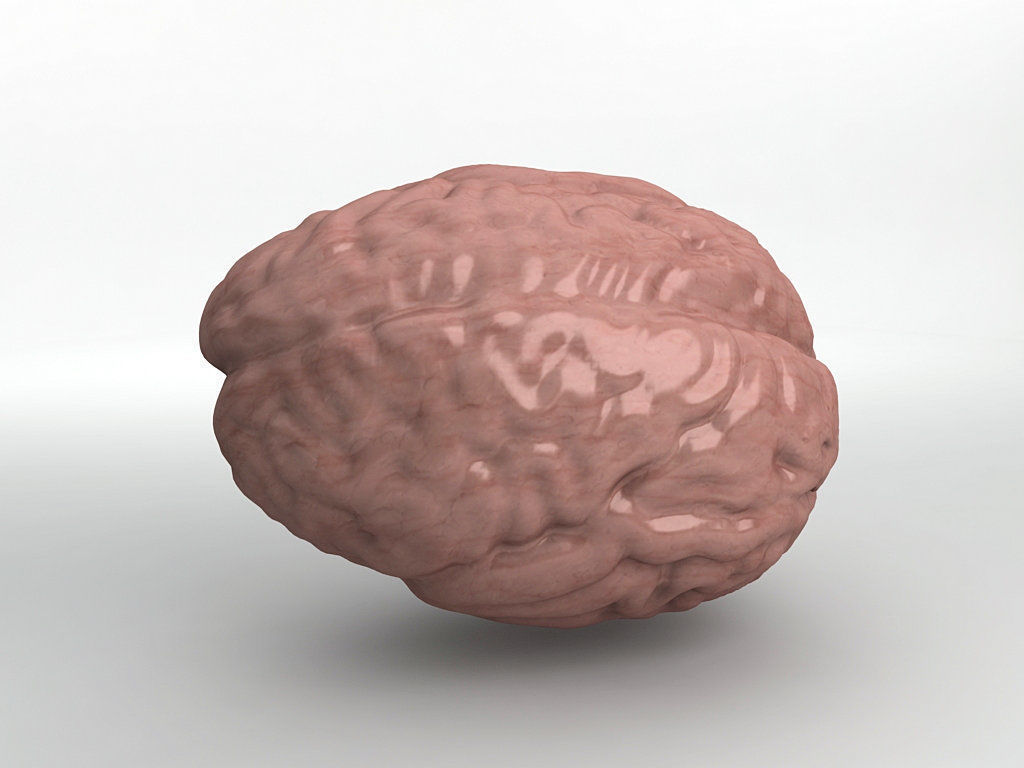 Human Brain 3D model_2