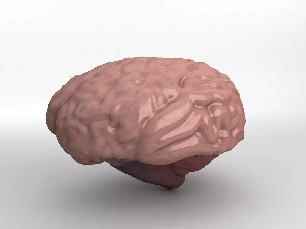 Human Brain 3D model_0