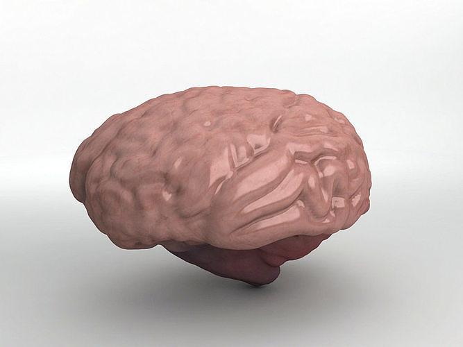 Human Brain 3D model