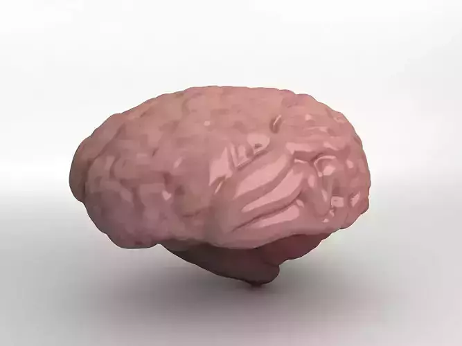 Human Brain 3D model
