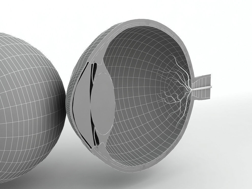 Human Eye With Cutaway 3D model_2