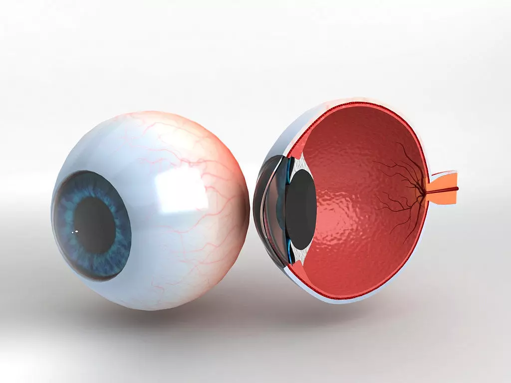 Human Eye With Cutaway 3D model_0
