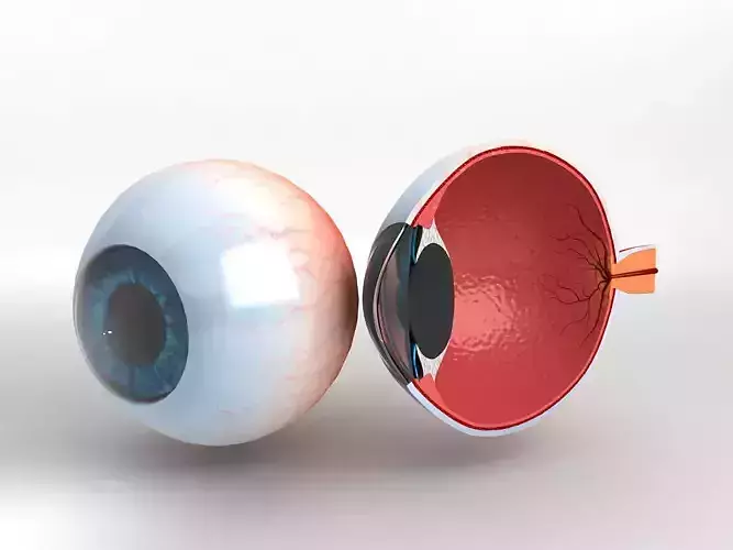 Human Eye With Cutaway 3D model