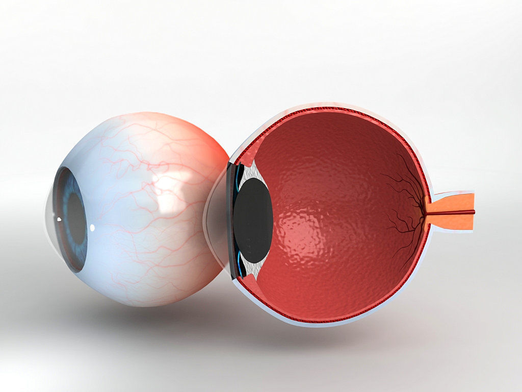 Human Eye With Cutaway 3D model_1